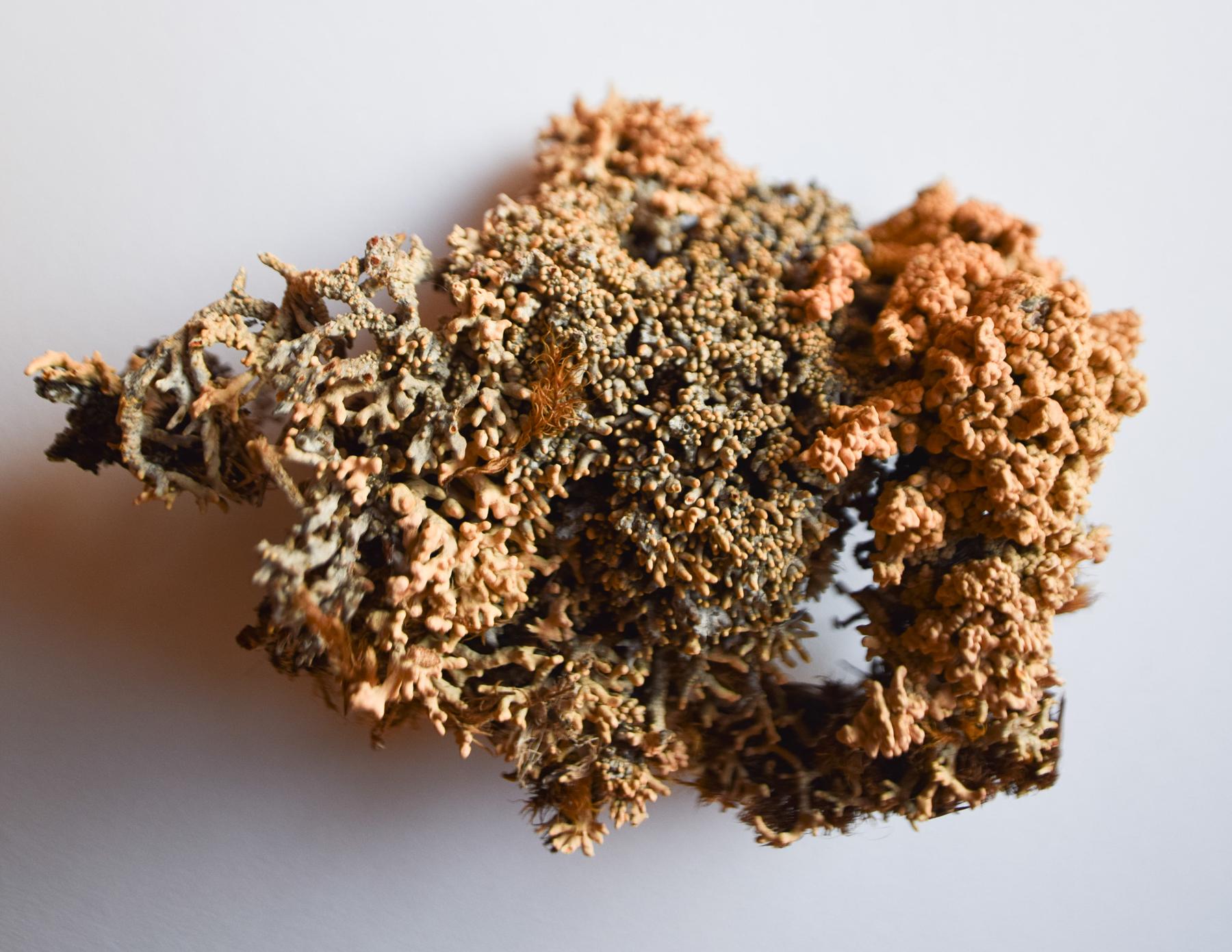 Acroscyphus sphaerophoroides