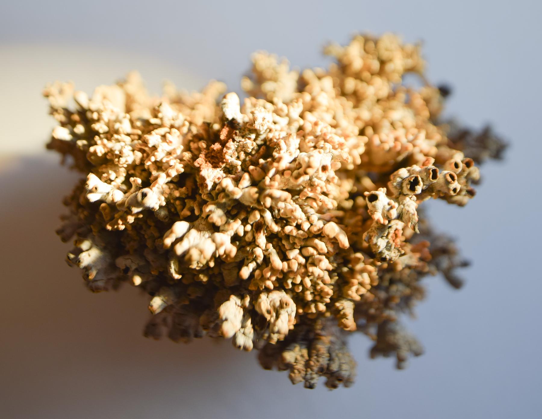 Acroscyphus sphaerophoroides