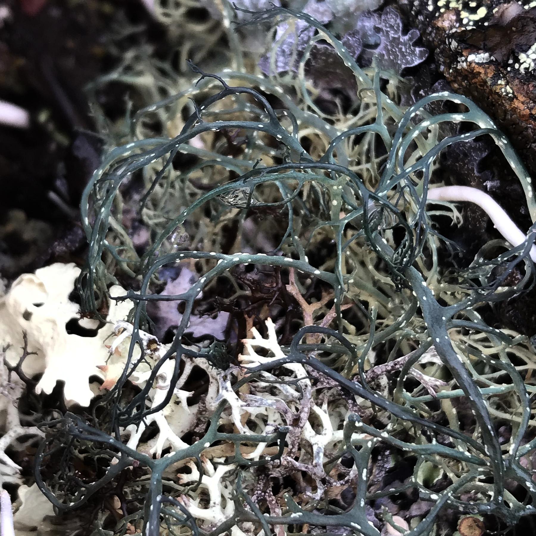 Alectoria ochroleuca