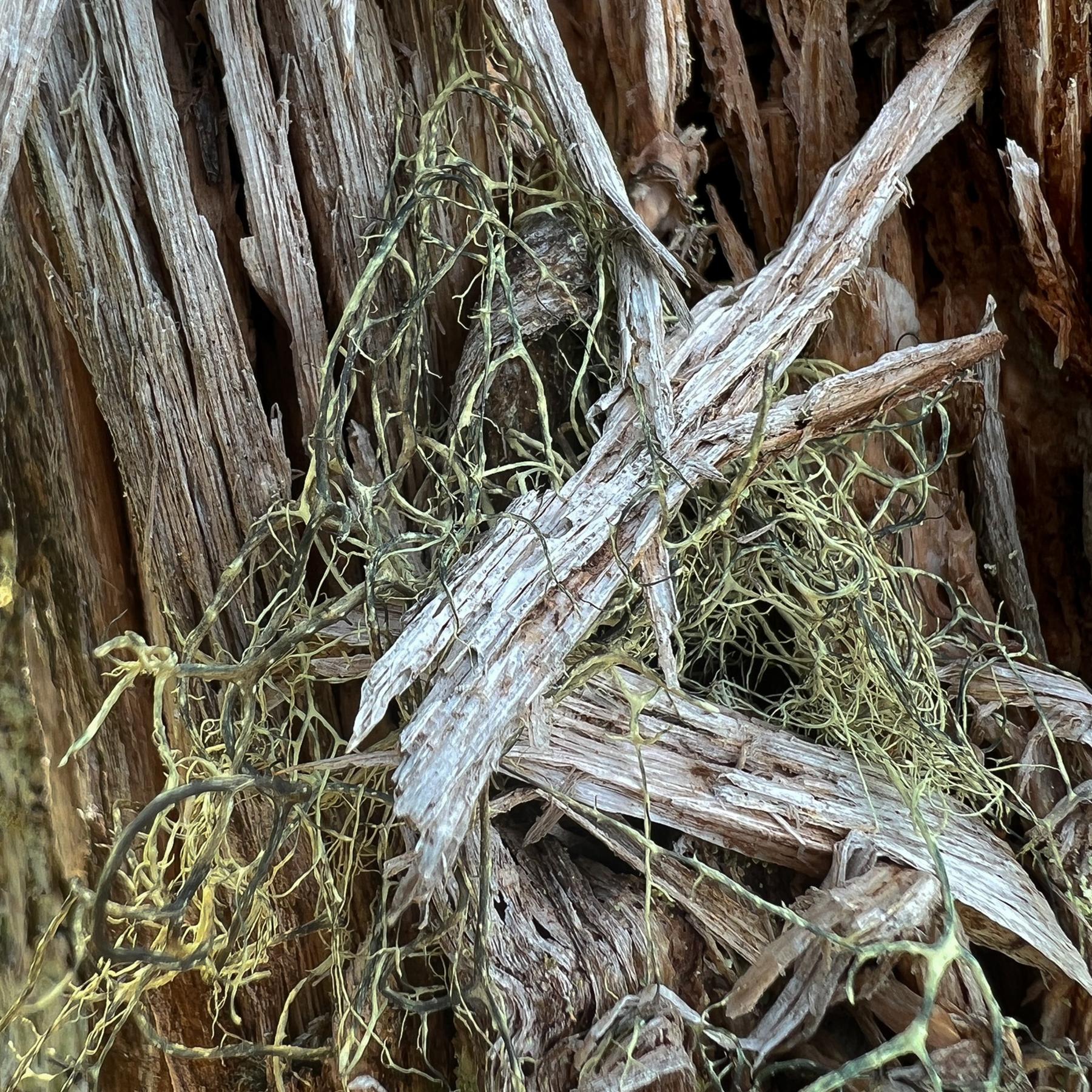 Alectoria ochroleuca