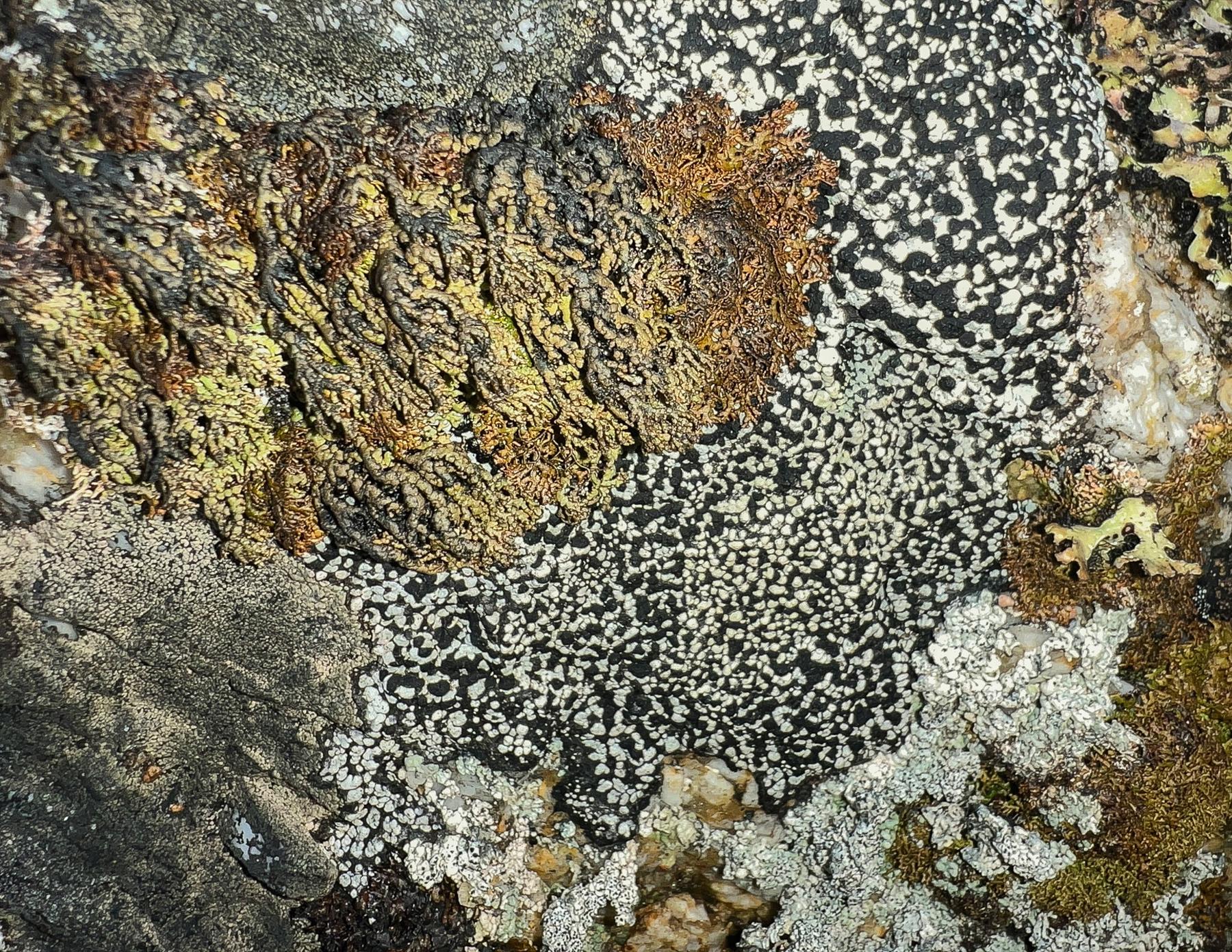 Allantoparmelia almquistii