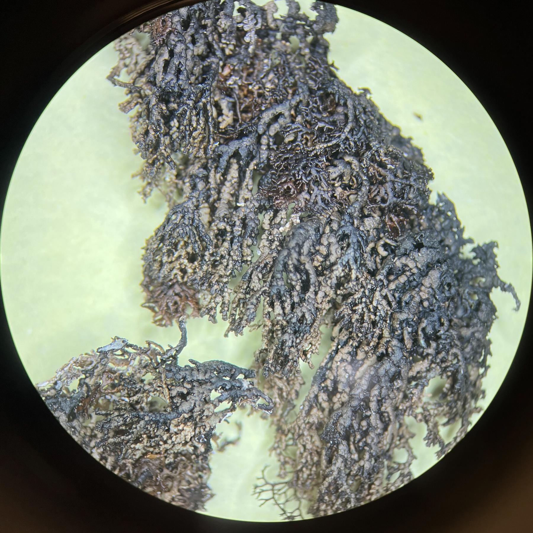 Allantoparmelia almquistii