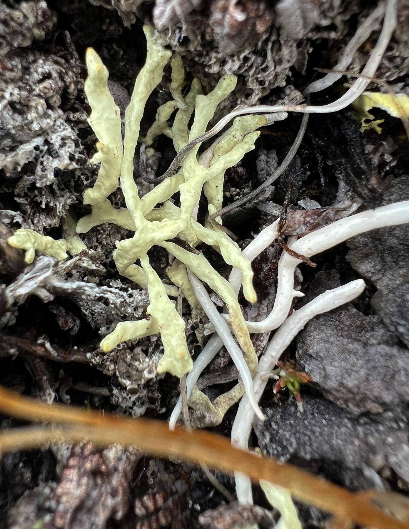 Allocetraria madreporiformis