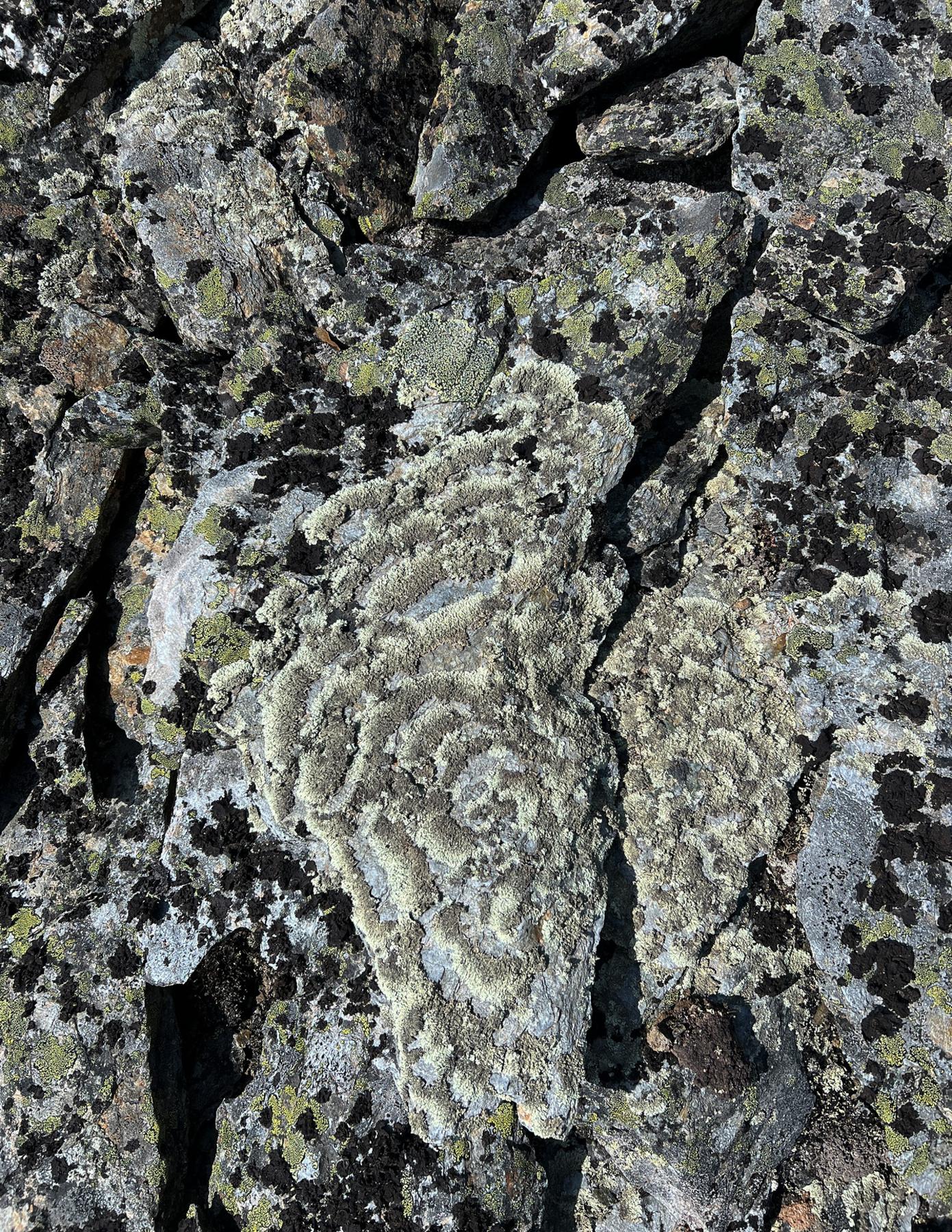 Arctoparmelia centrifuga