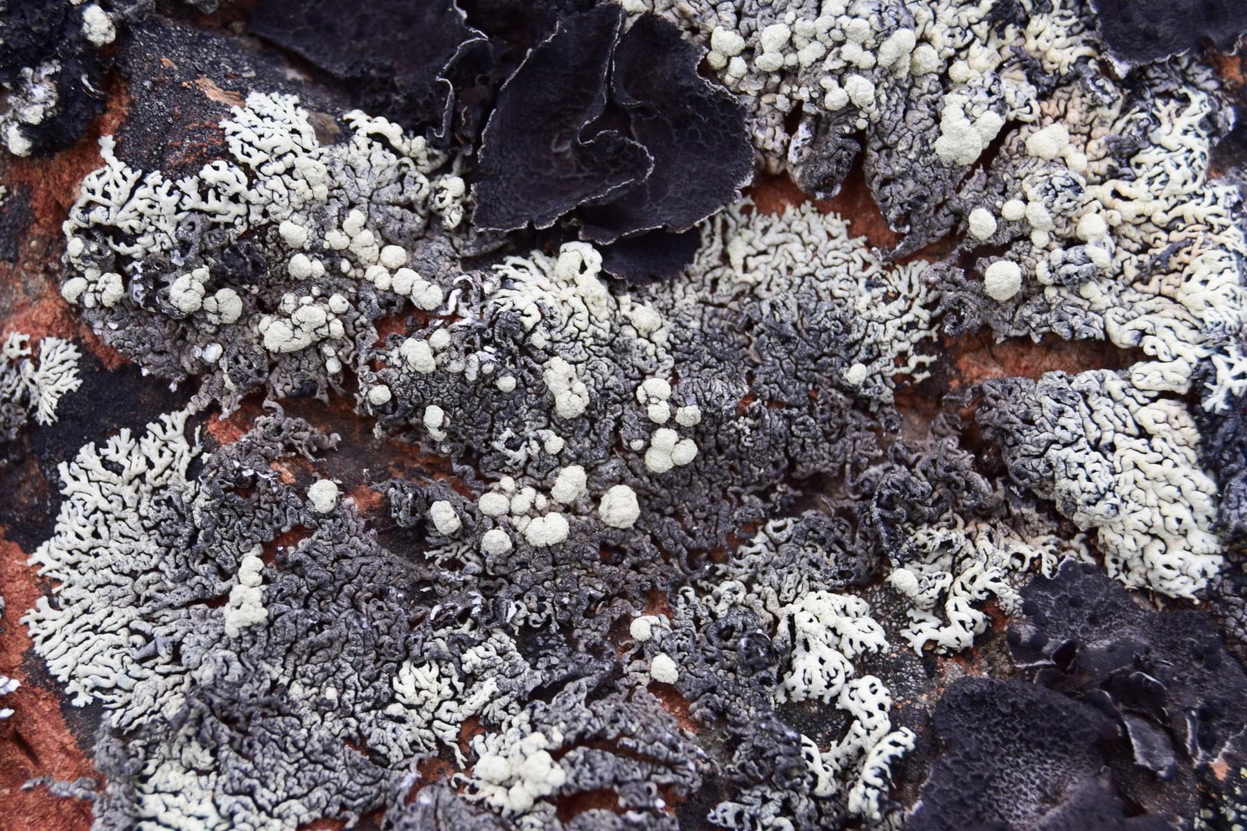 Arctoparmelia incurva