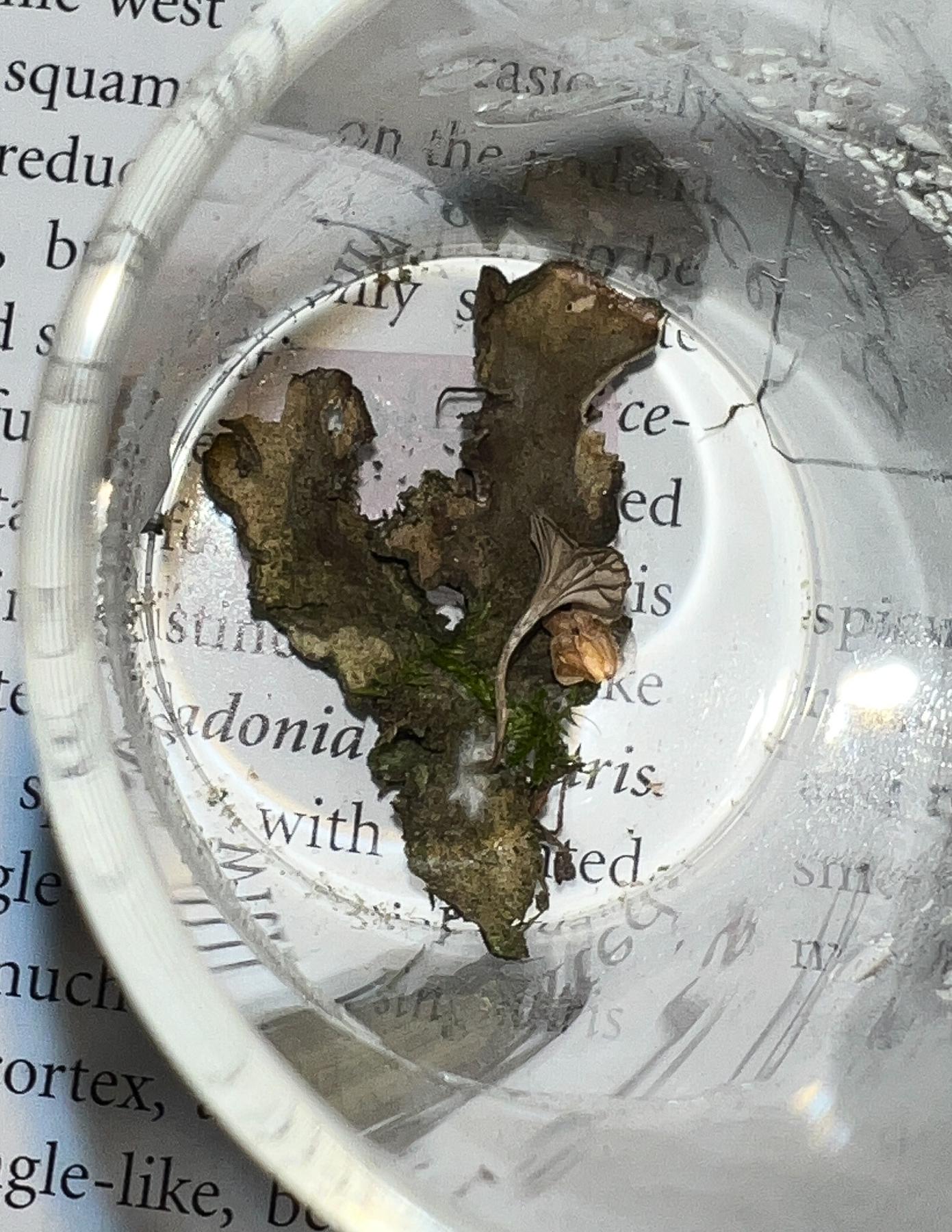 Arrhenia peltigerina