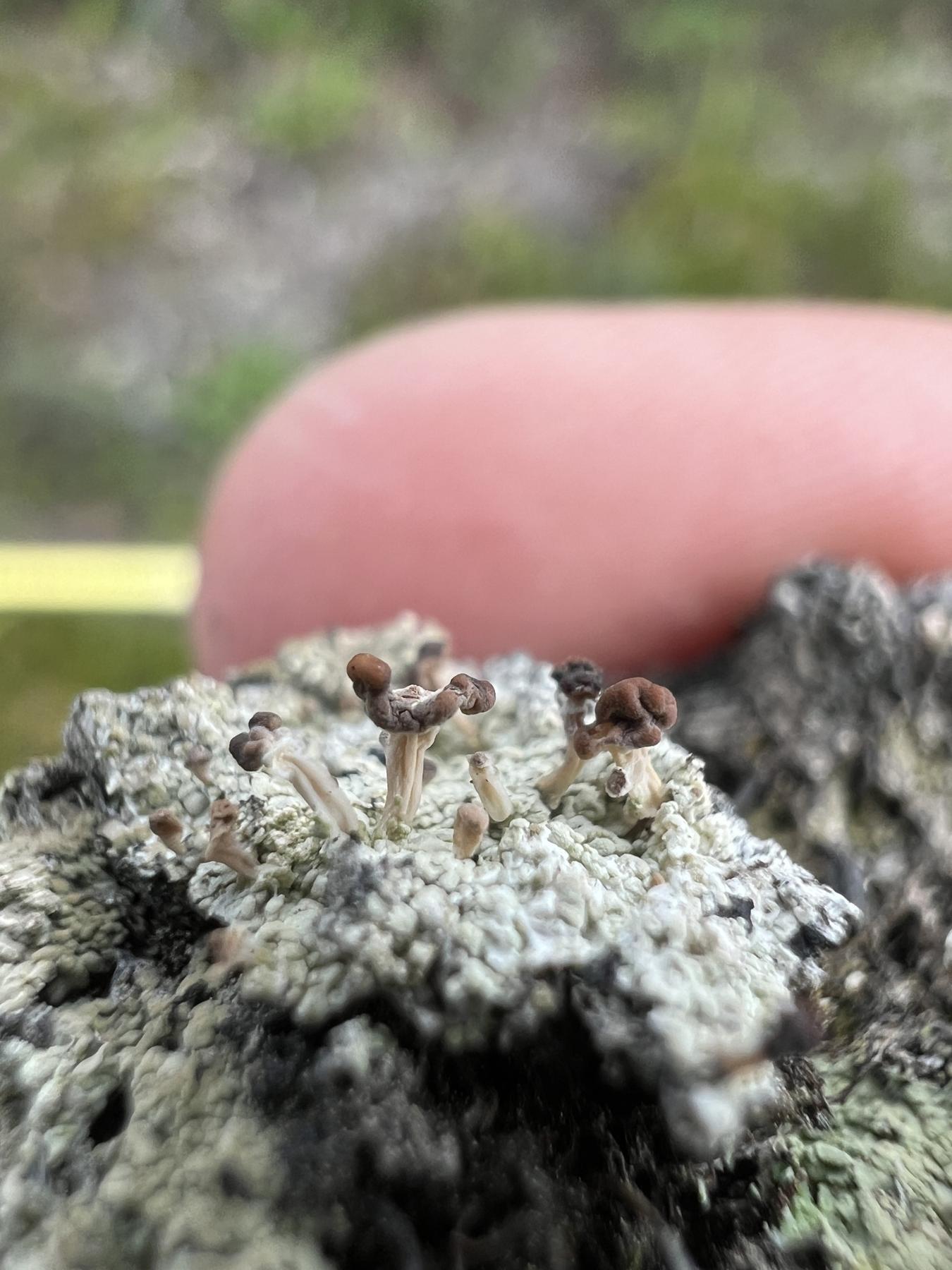 Baeomyces carneus & Baeomyces rufus