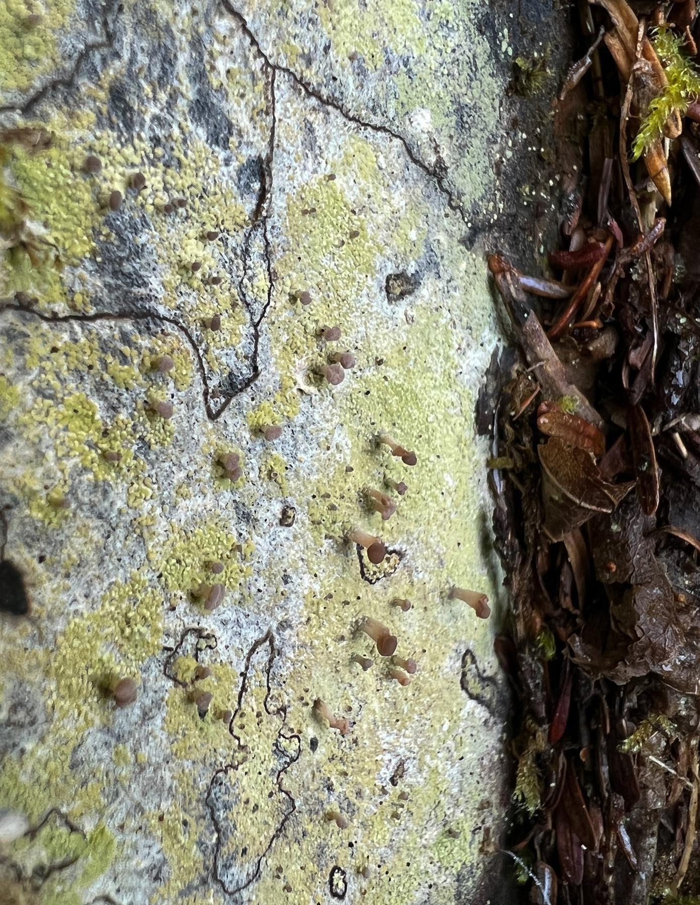 Baeomyces carneus & Baeomyces rufus