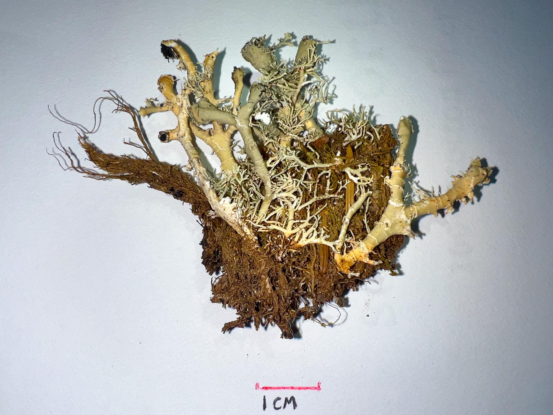 Bunodophoron melanocarpum