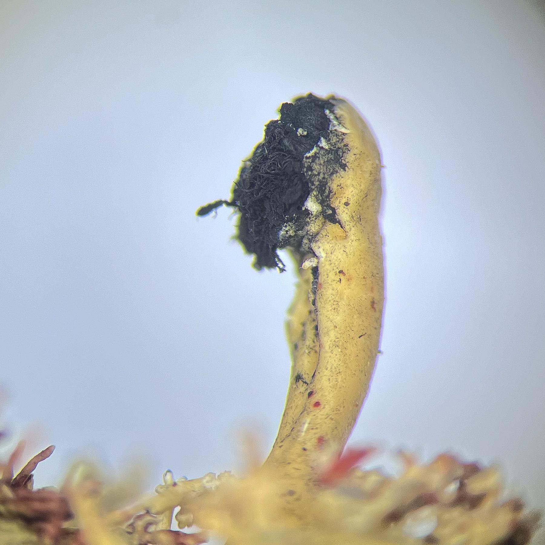 Bunodophoron melanocarpum