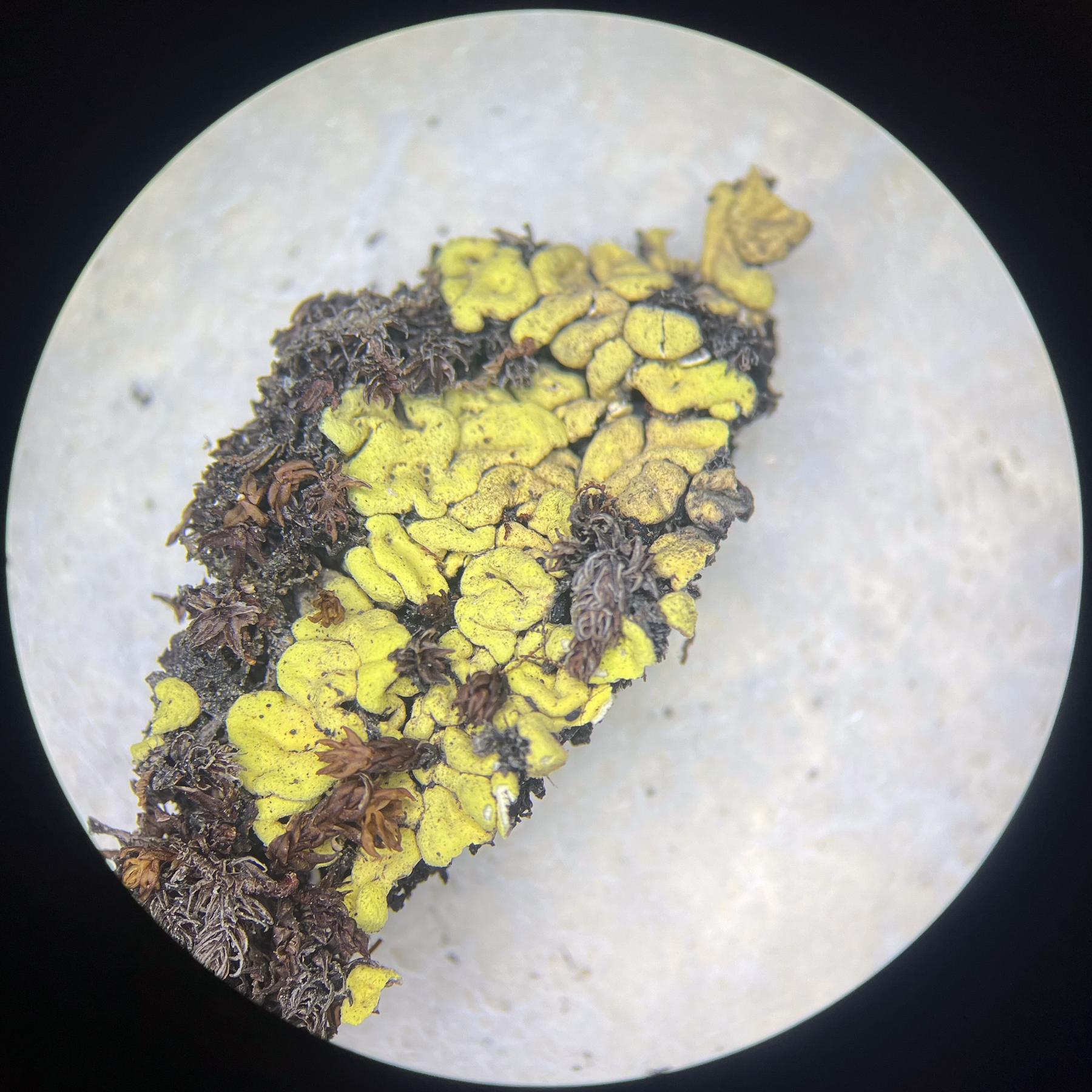 Catolechia wahlenbergii