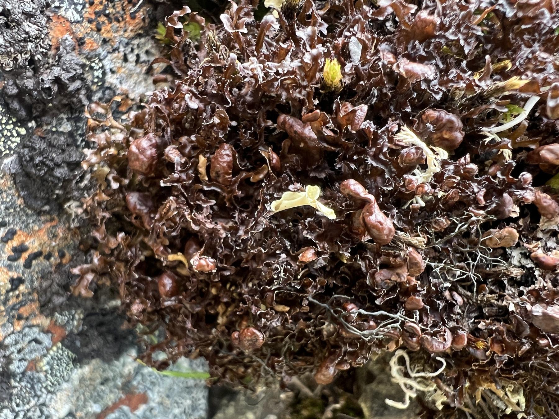 Cetraria ericetorum ssp. reticulata