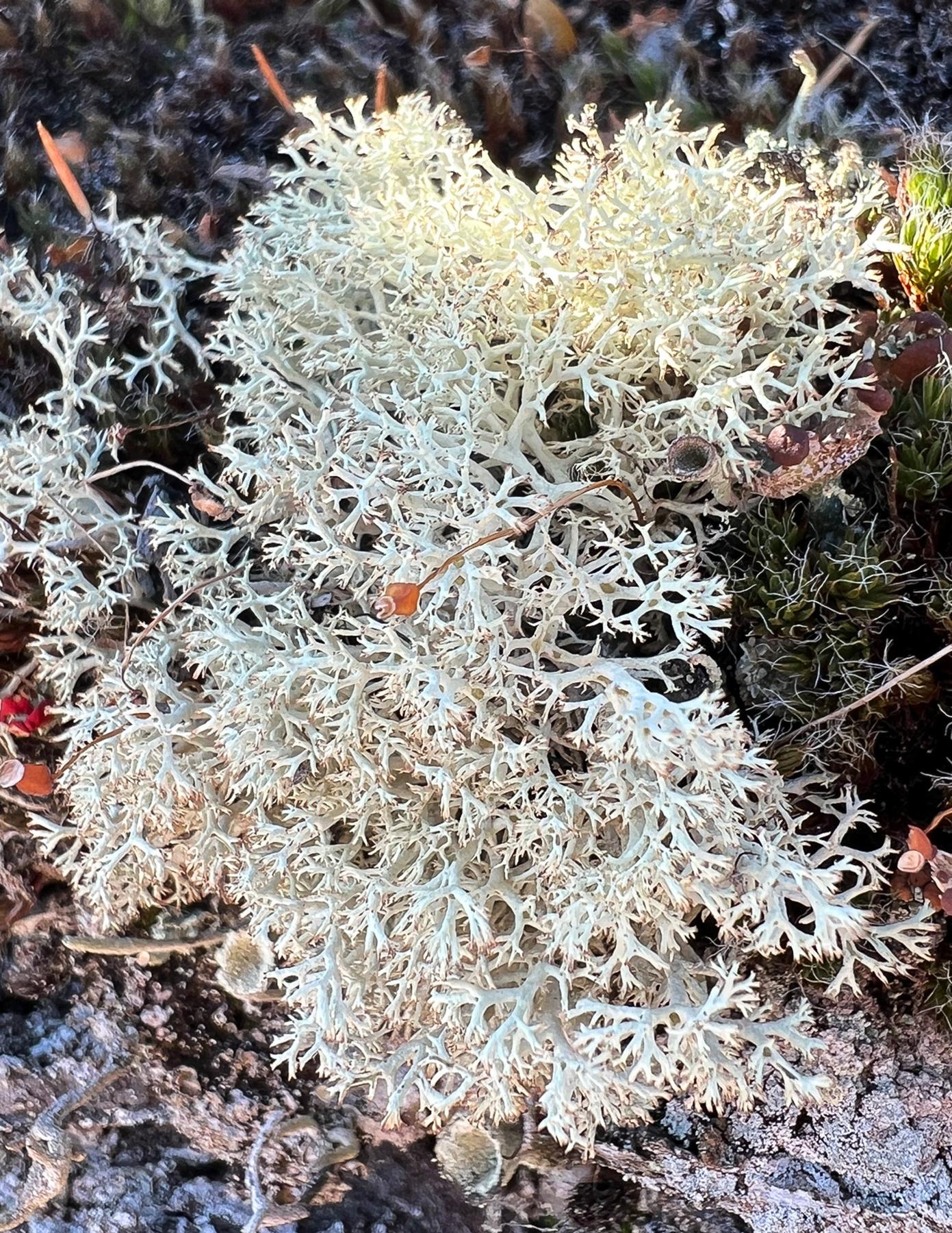 Cladonia arbuscula