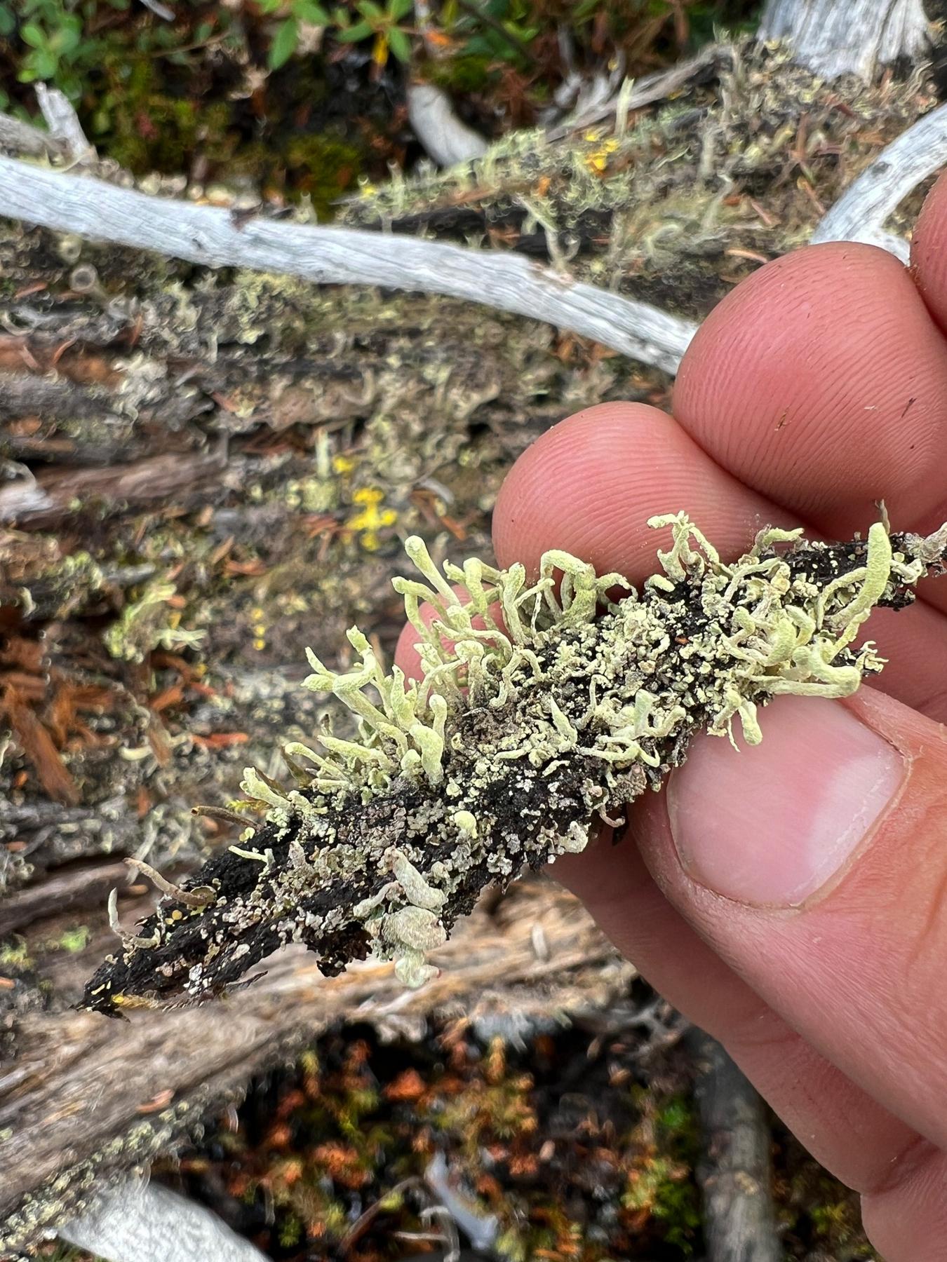 Cladonia bacilliformis
