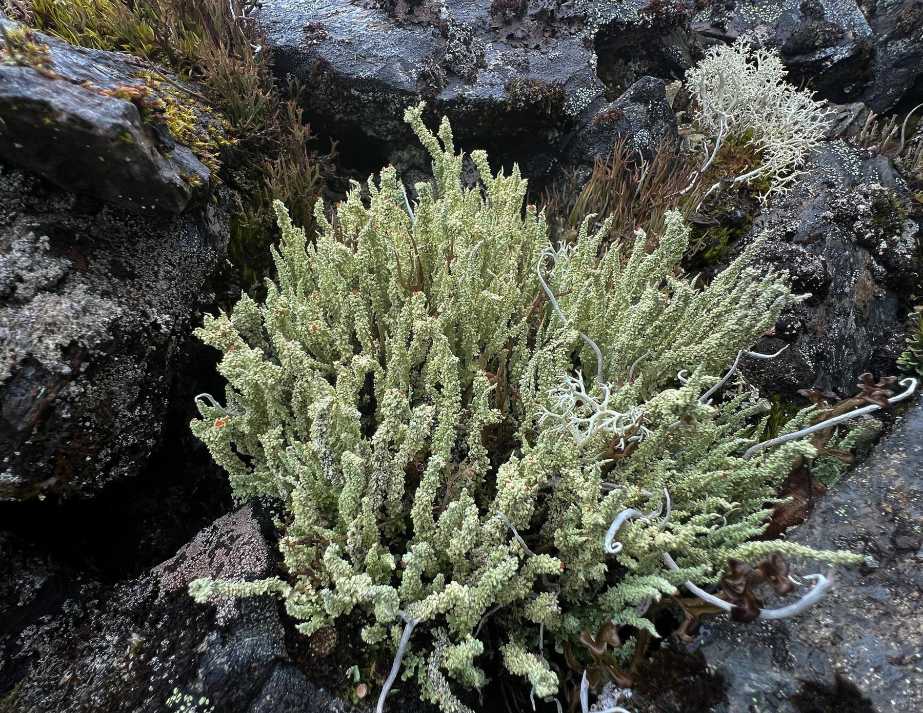 Cladonia bellidiflora