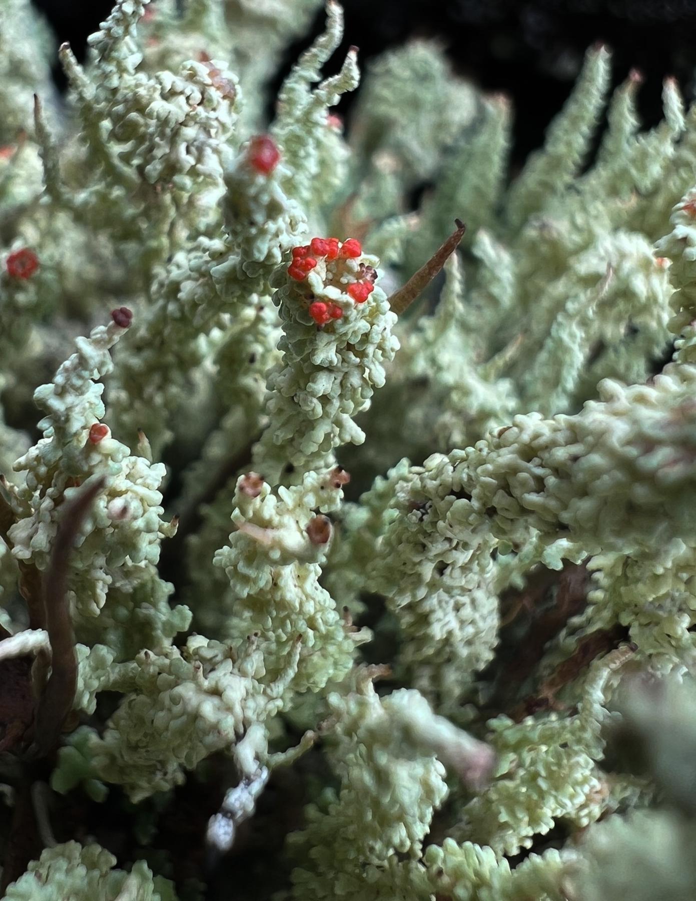 Cladonia bellidiflora
