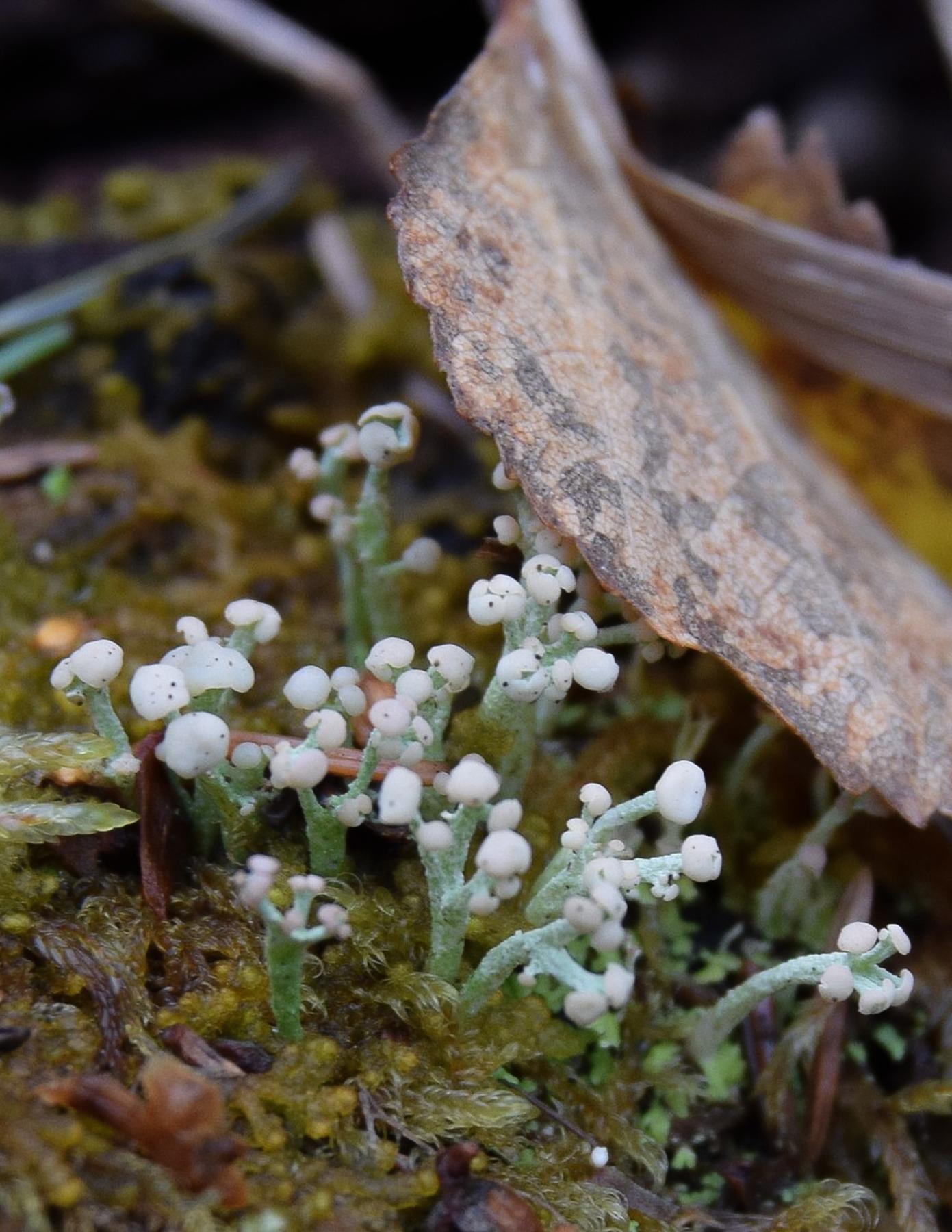 Cladonia botrytes