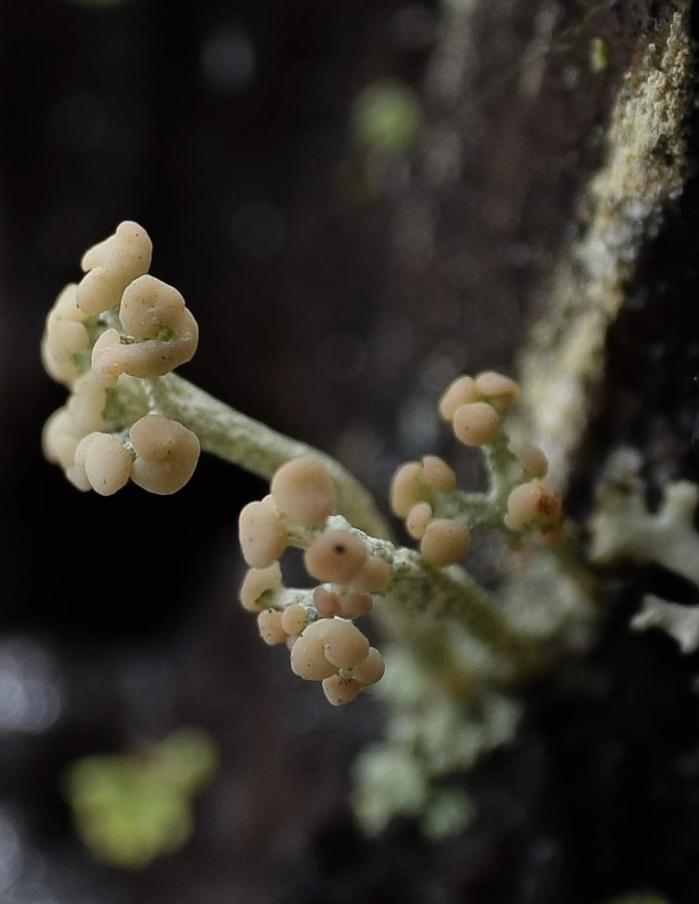 Cladonia botrytes