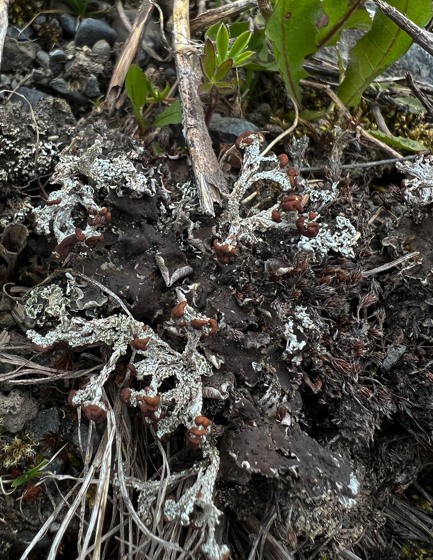 Cladonia cariosa