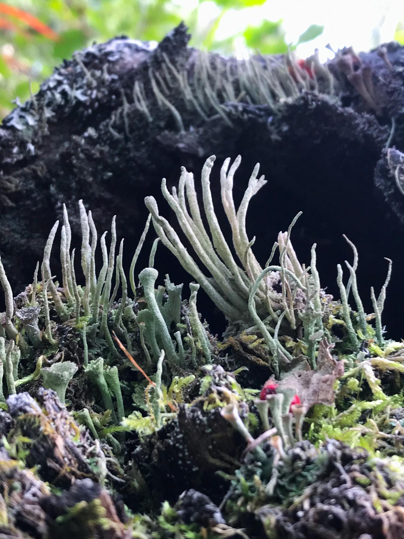 Cladonia cyanipes
