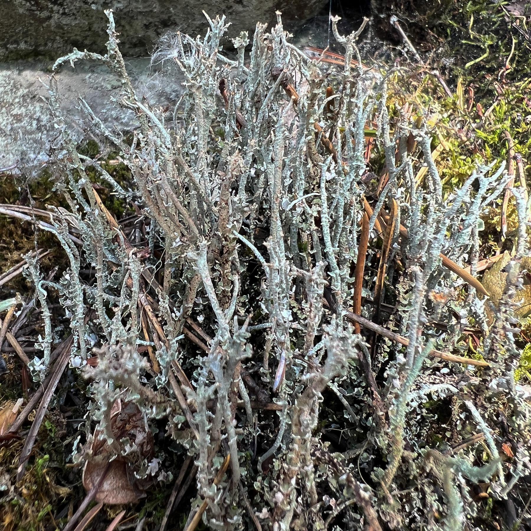Cladonia ecmocyna