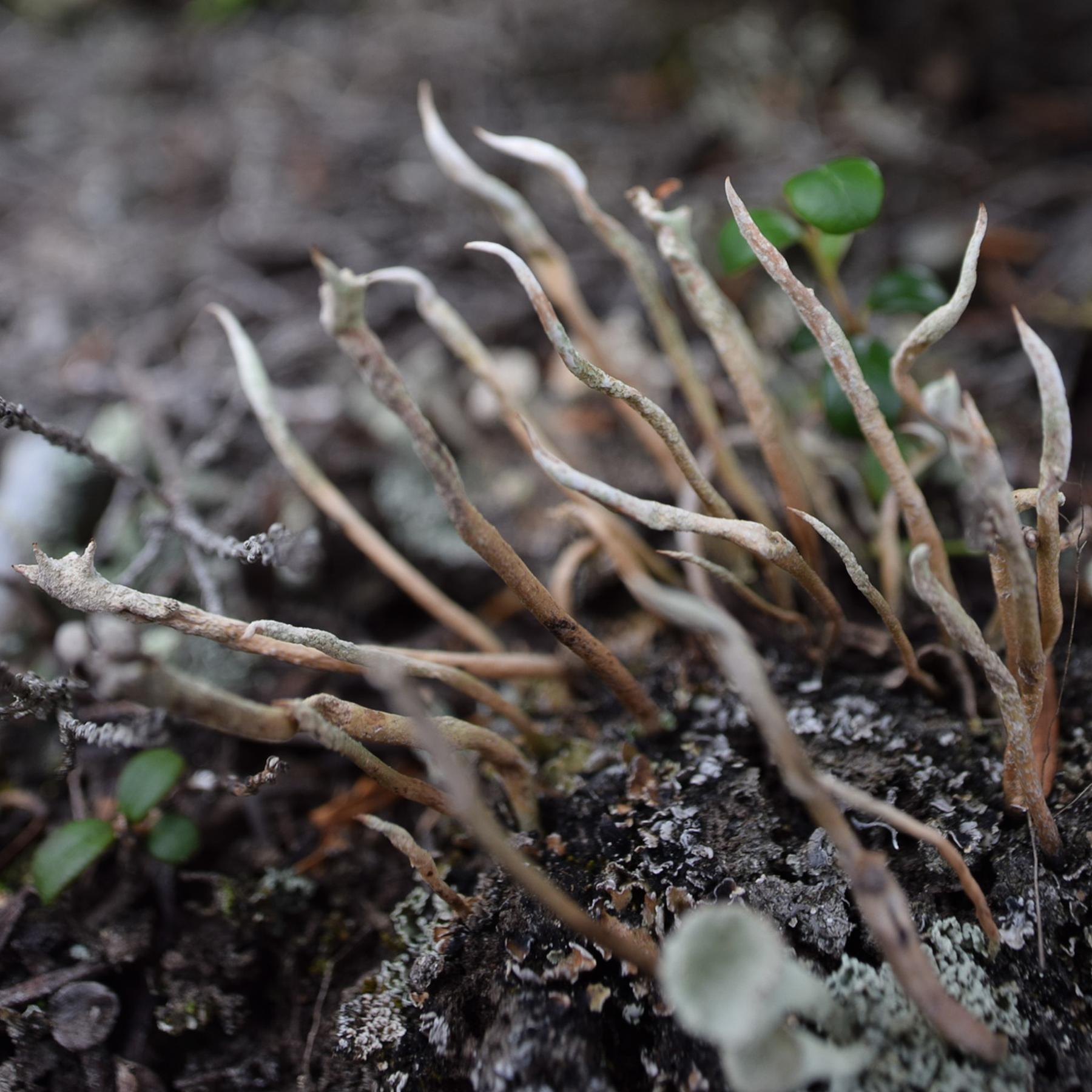 Cladonia ecmocyna