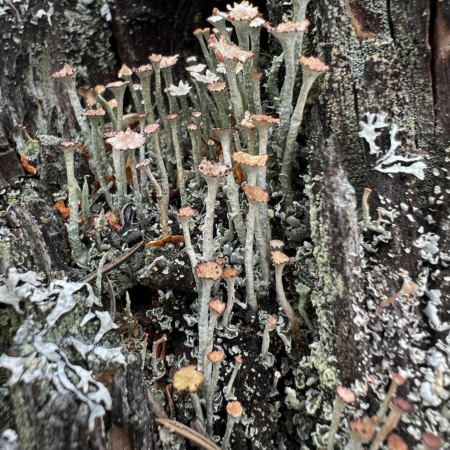 Cladonia ecmocyna
