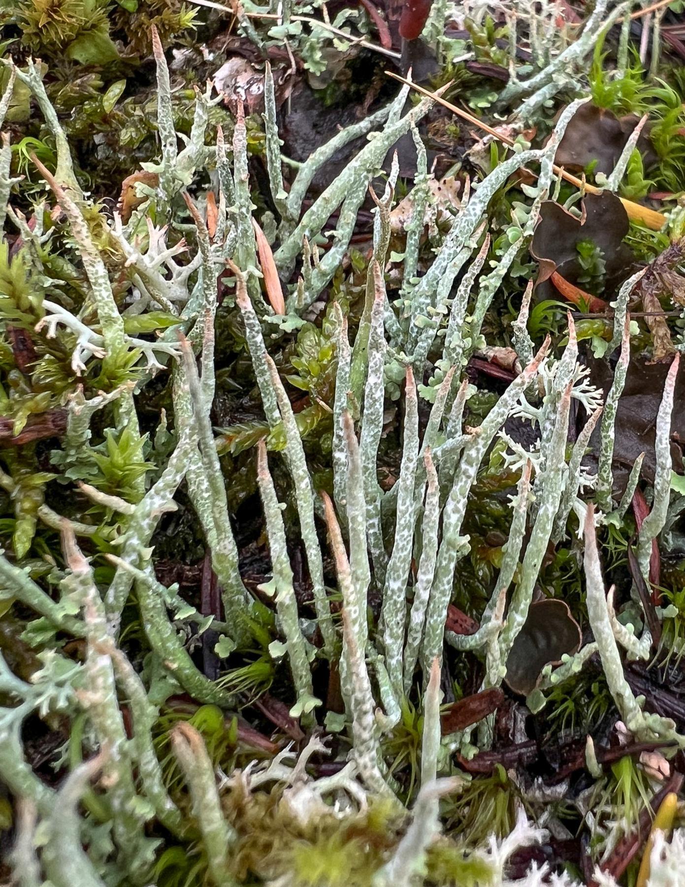 Cladonia gracilis