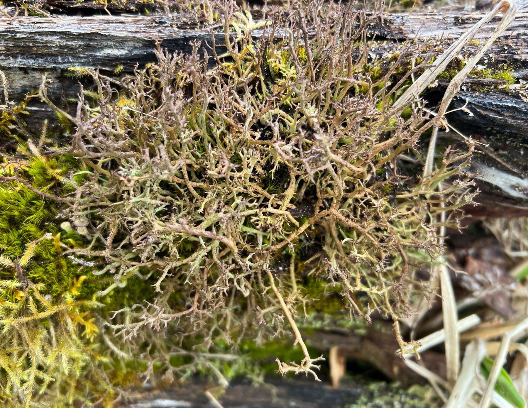 Cladonia islandica