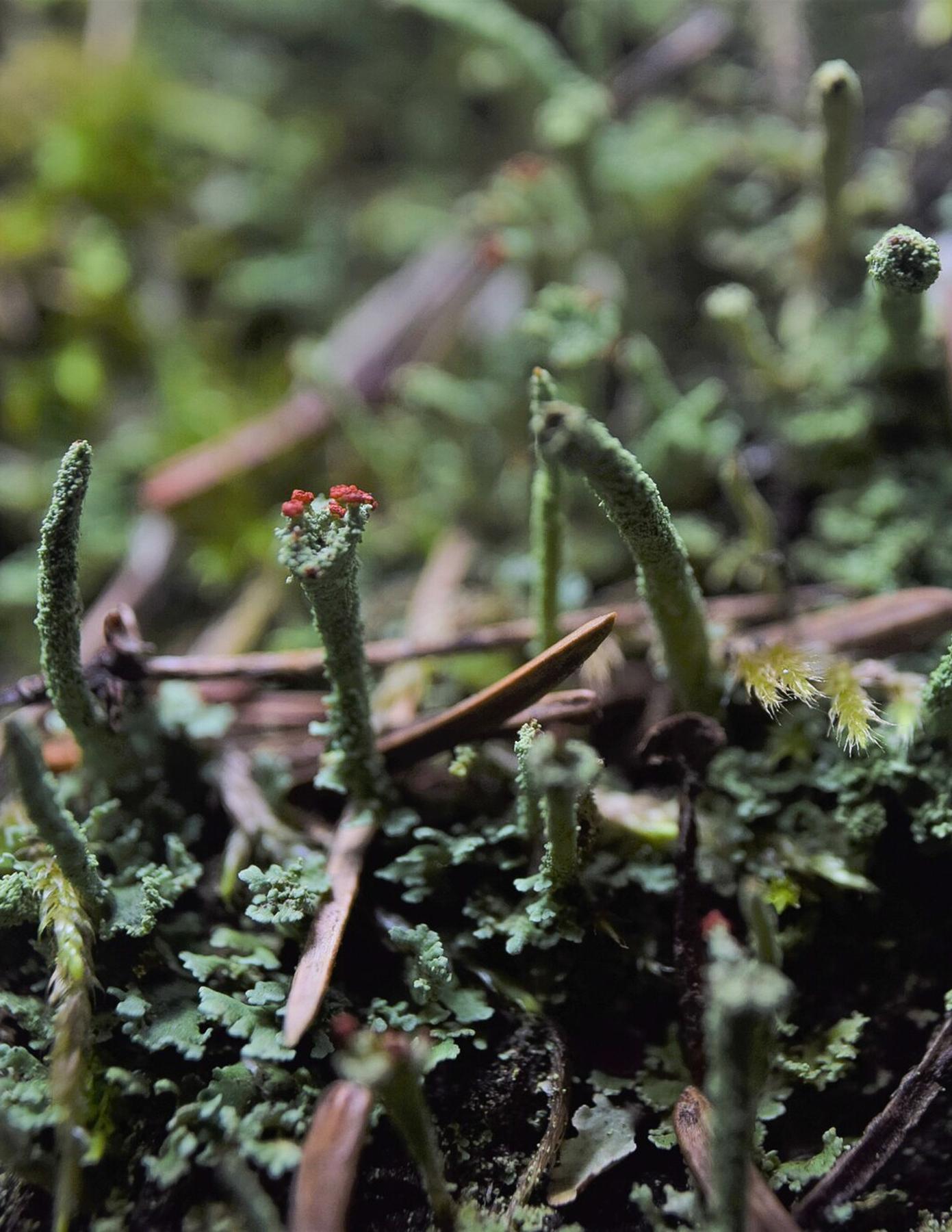 Cladonia macilenta
