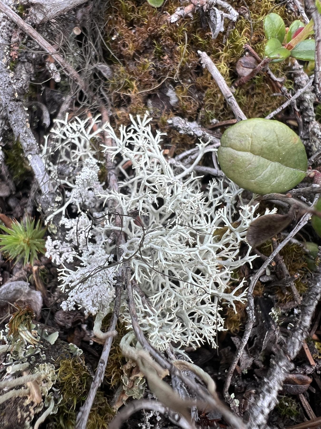 Cladonia mitis
