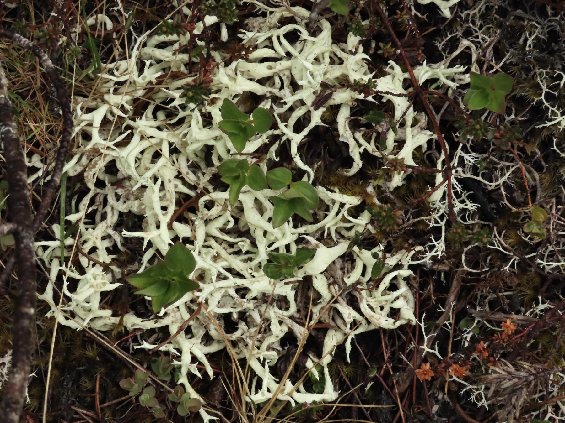 Cladonia nipponica