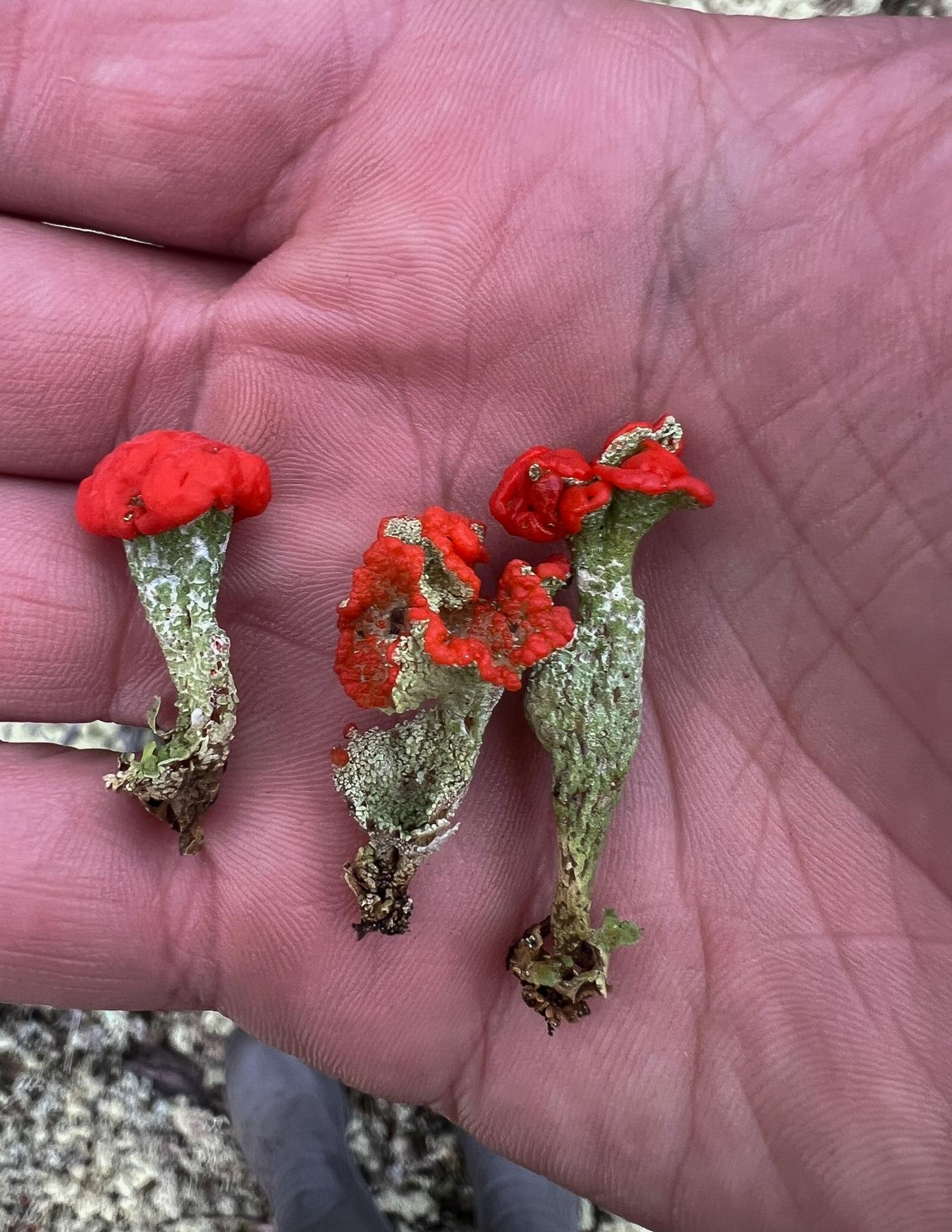 Cladonia pleurota & Similar