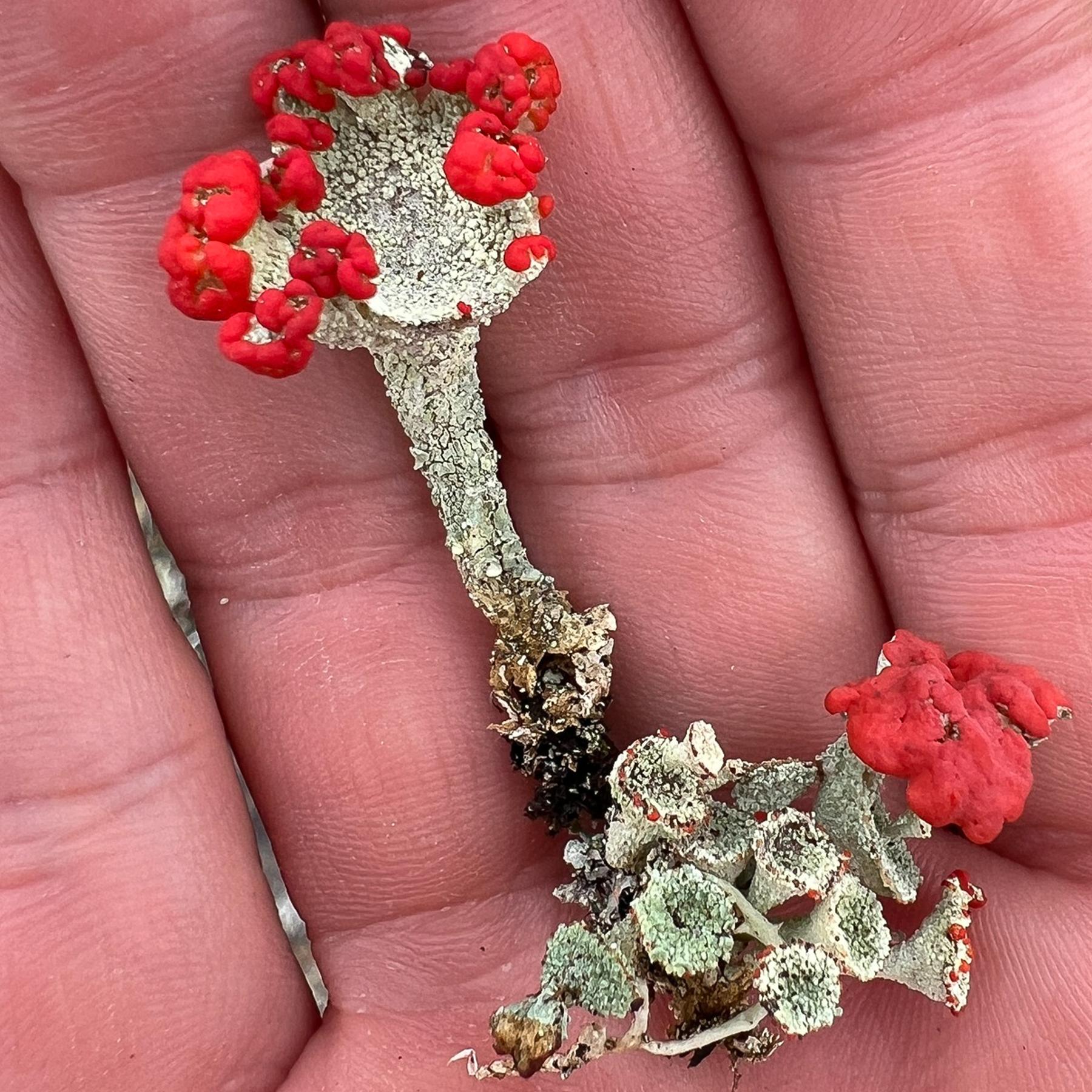 Cladonia pleurota & Similar