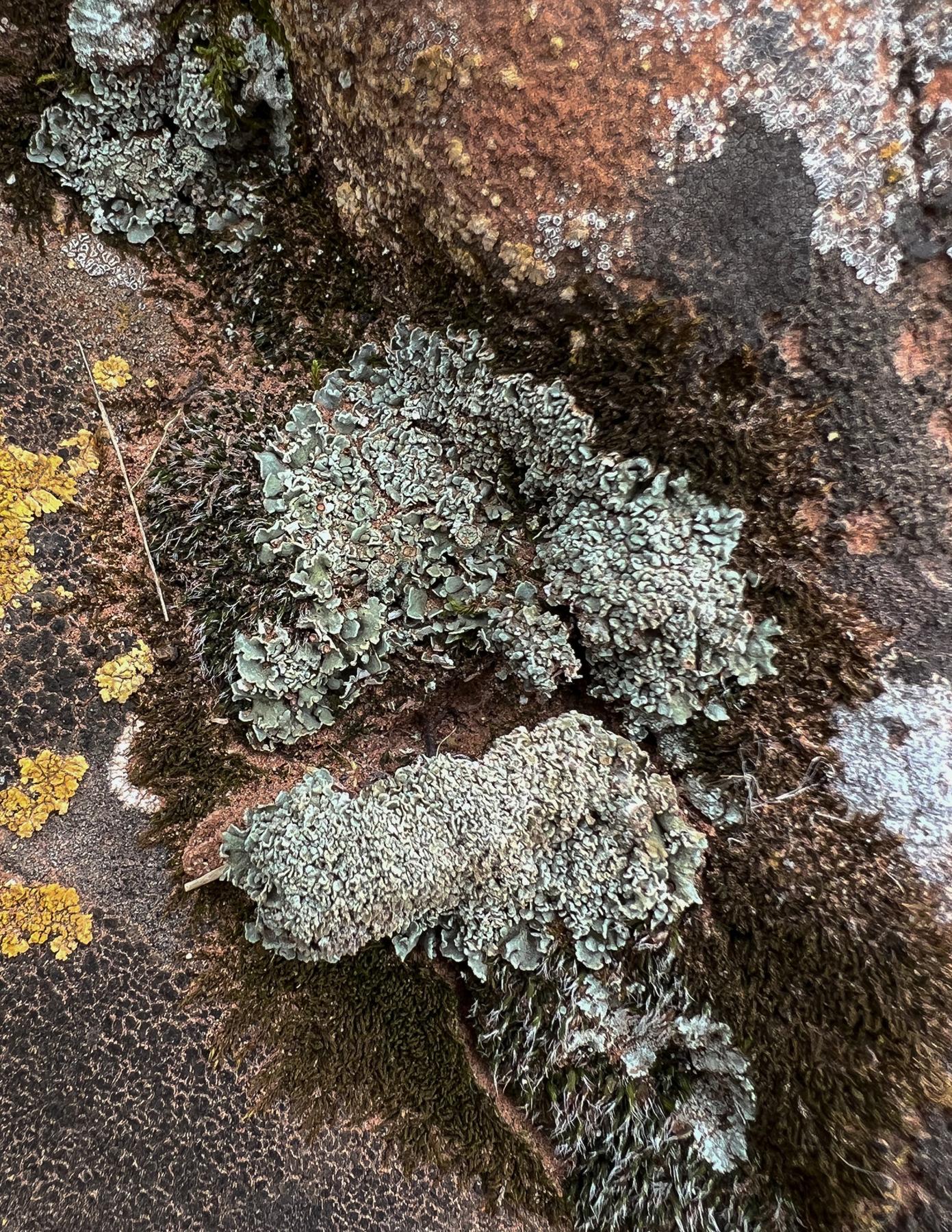 Cladonia pocillum