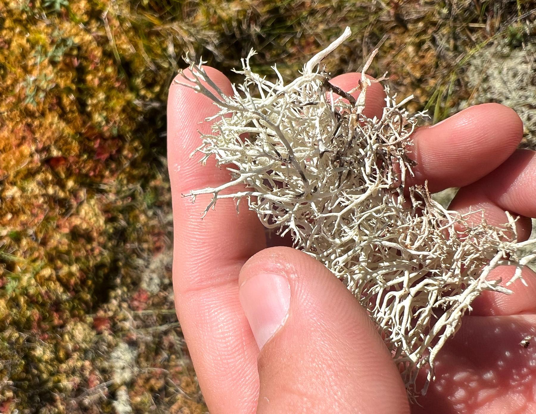 Cladonia portentosa ssp. pacifica