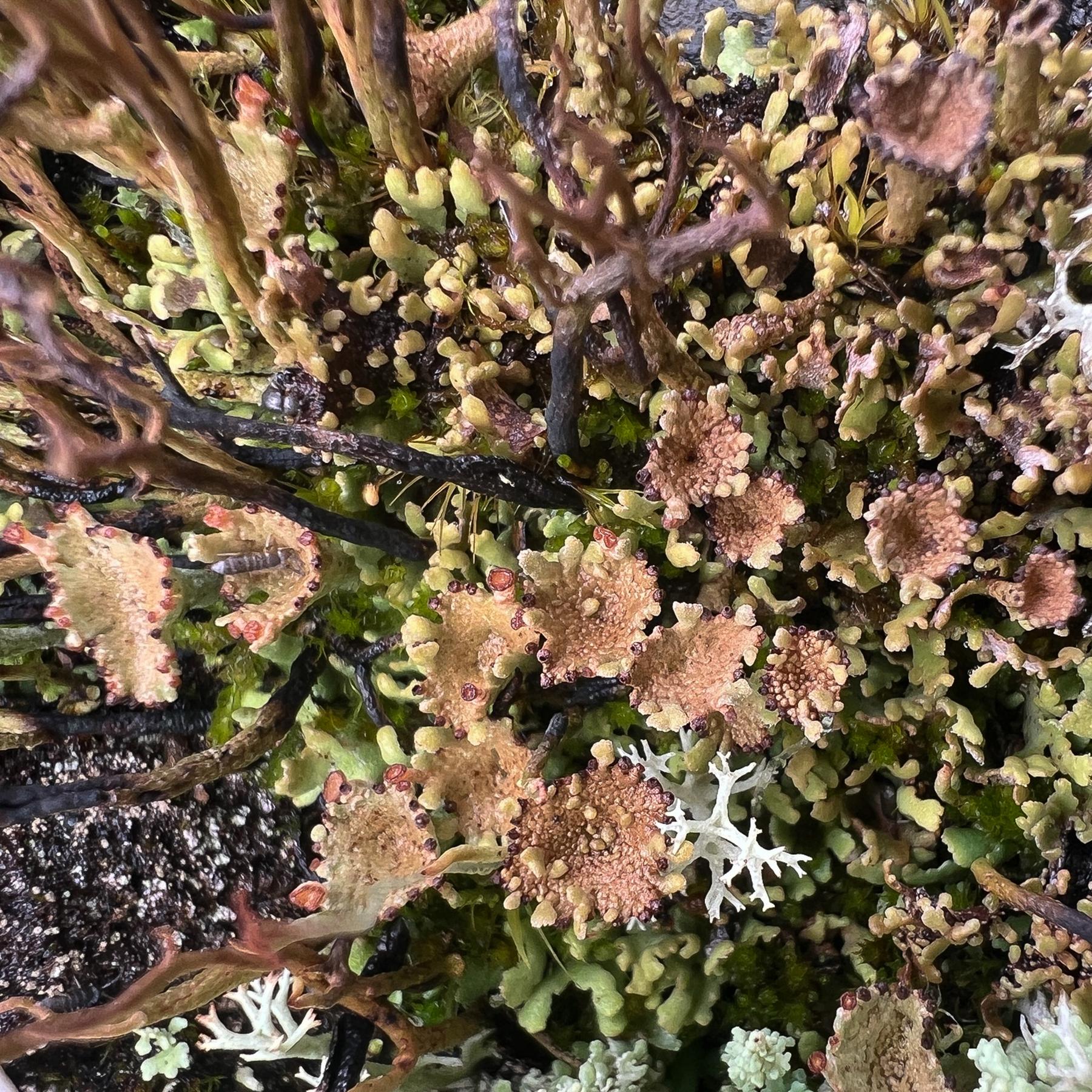 Cladonia pseudalcicornis