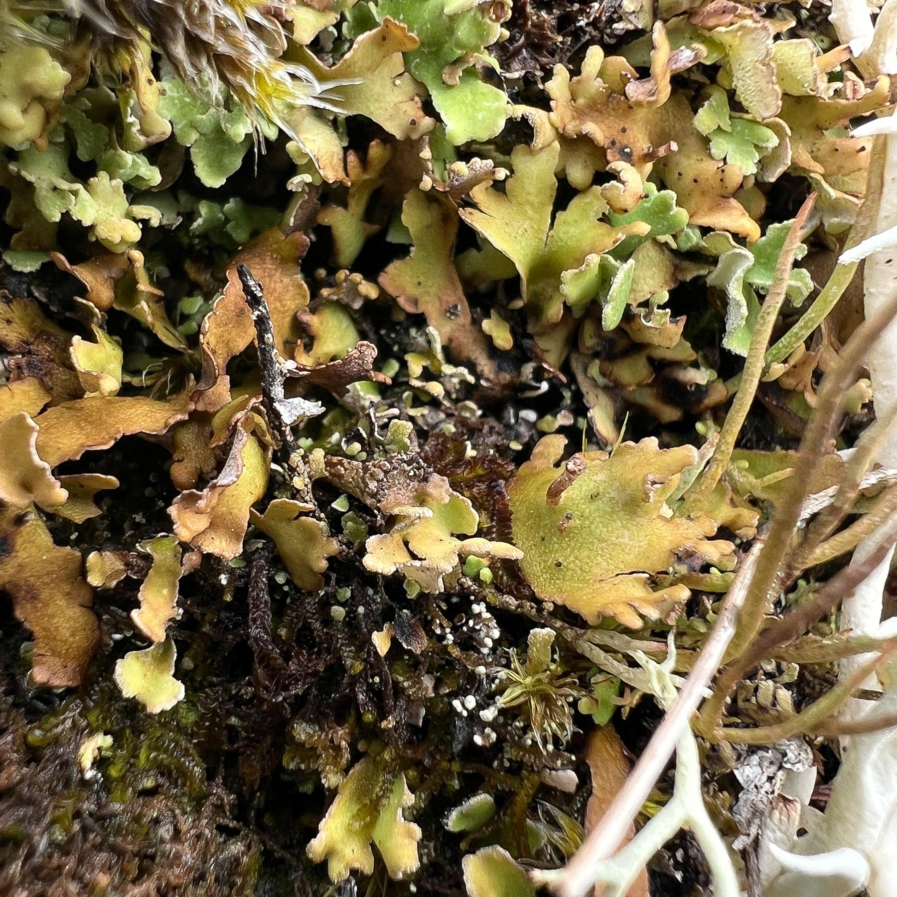 Cladonia pseudalcicornis