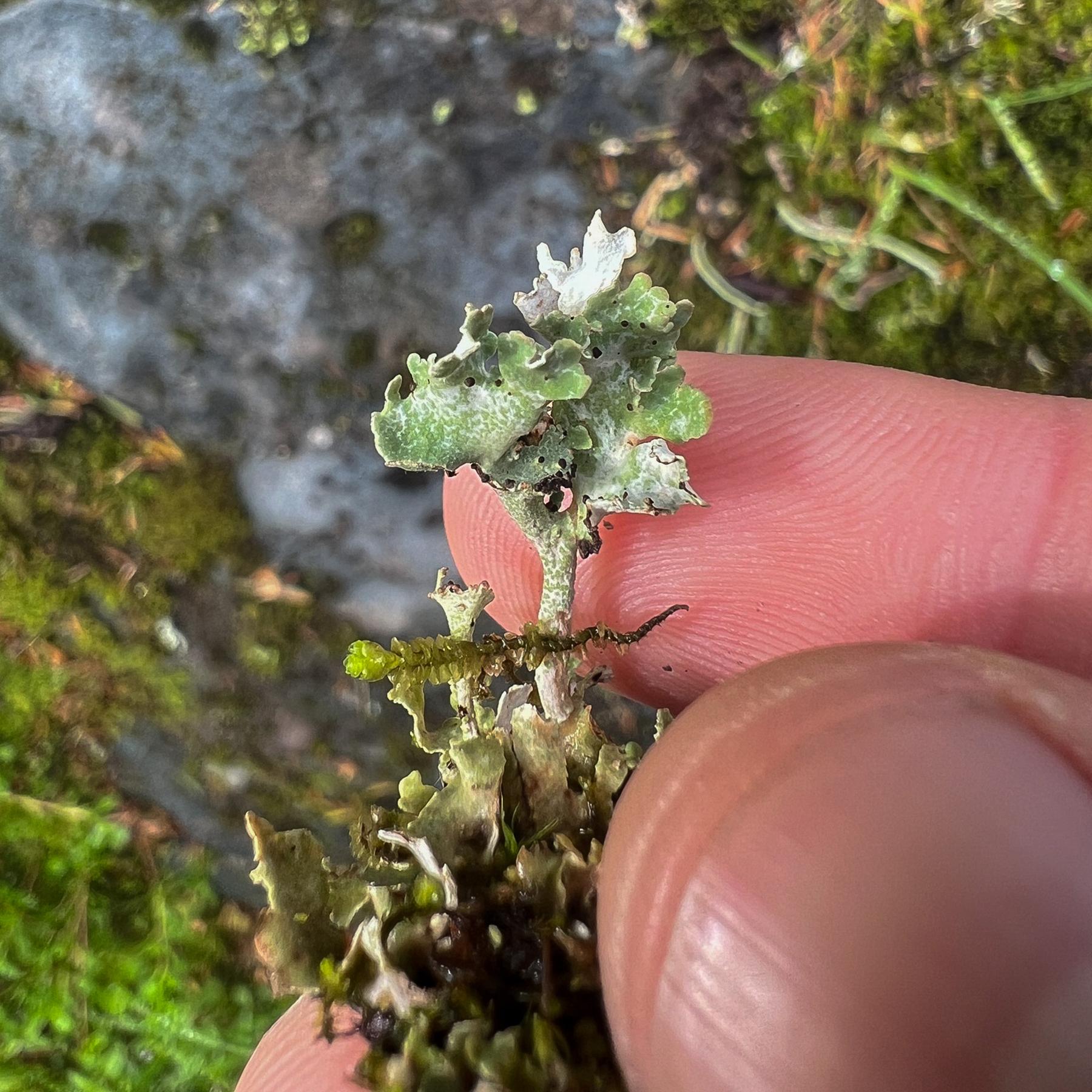 Cladonia pseudalcicornis
