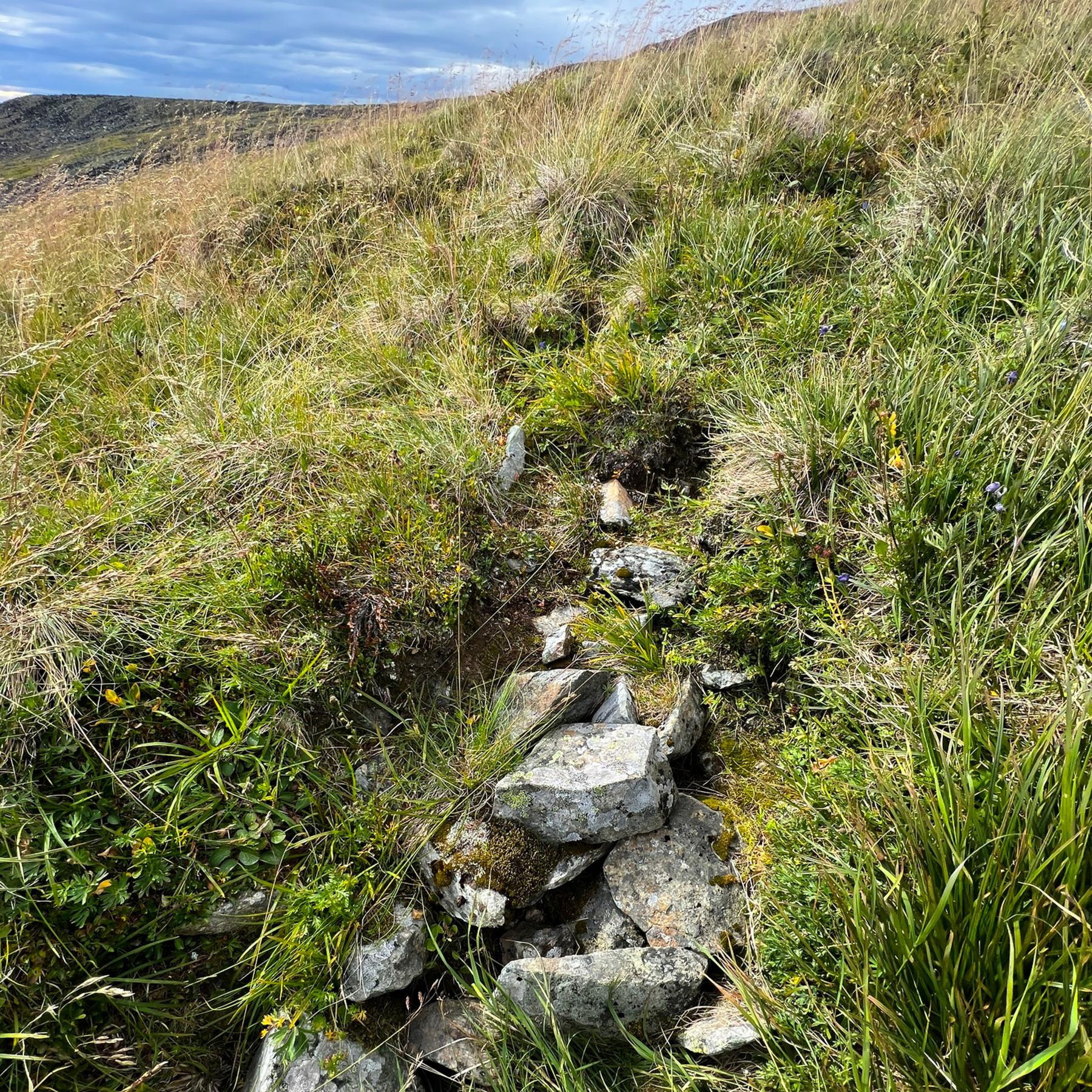 Cladonia pseudalcicornis