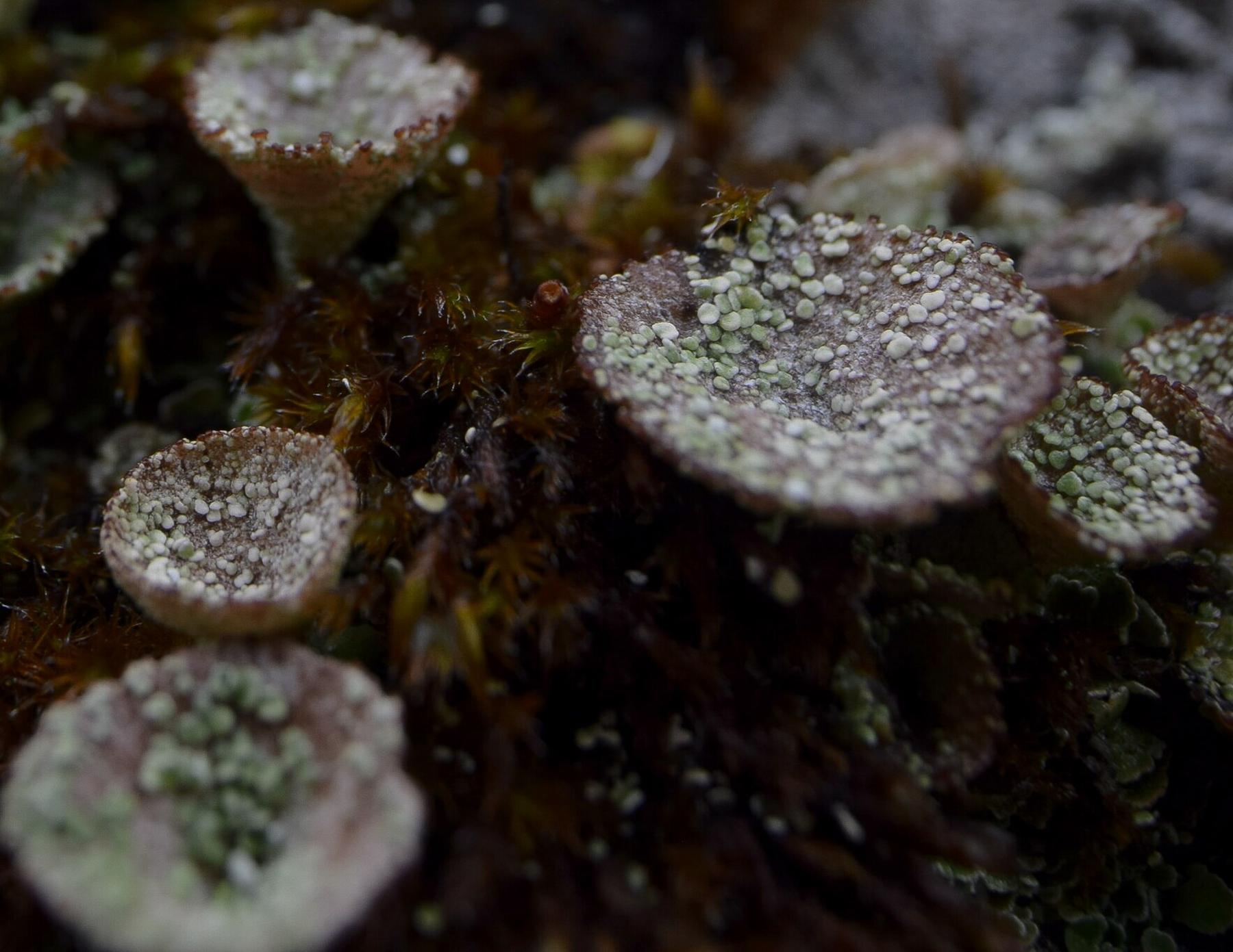 Cladonia pyxidata