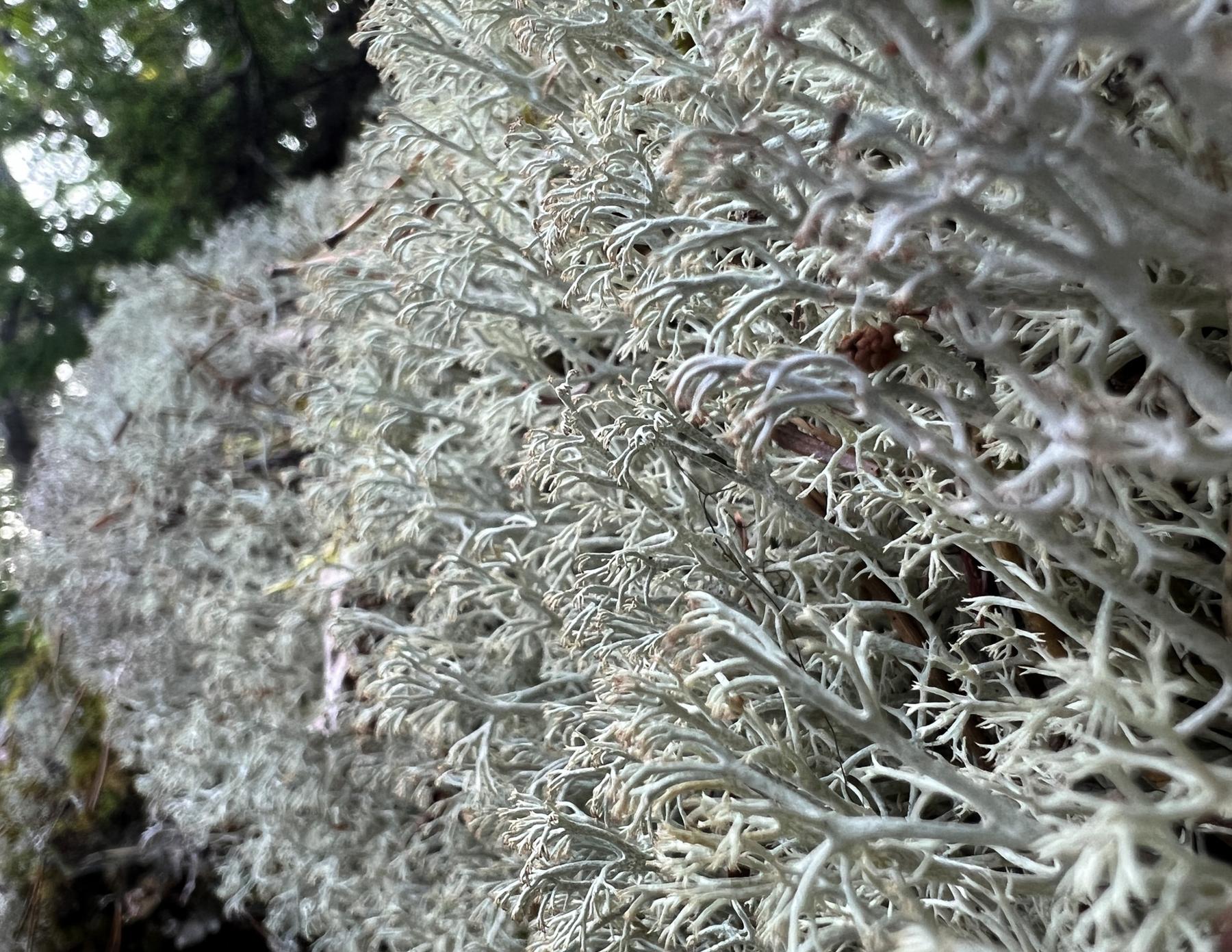 Cladonia rangiferina