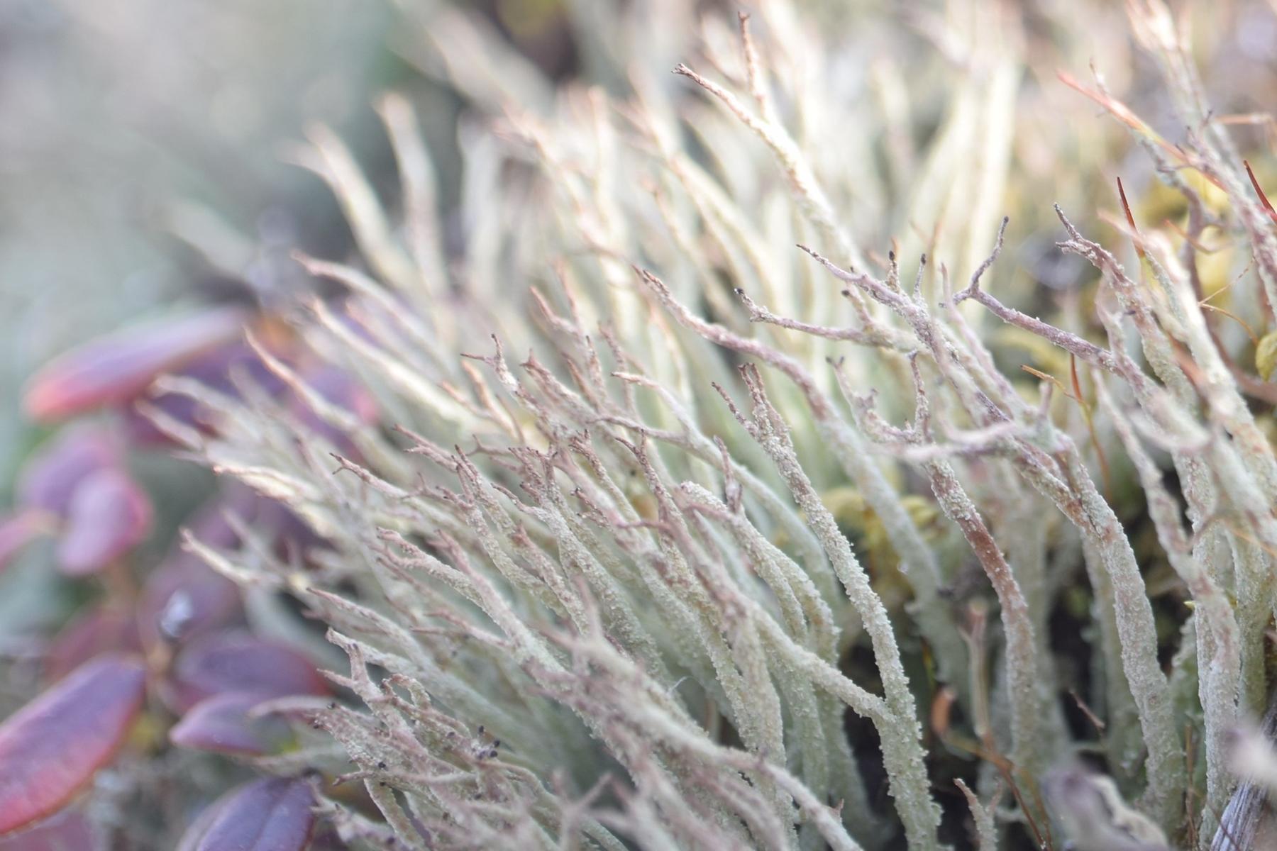 Cladonia scabriuscula