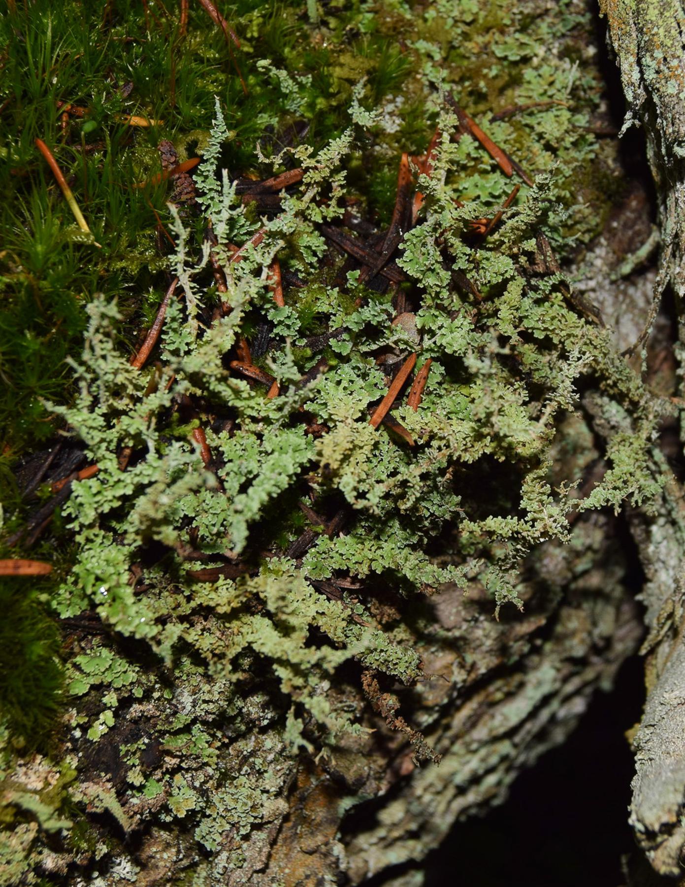 Cladonia squamosa