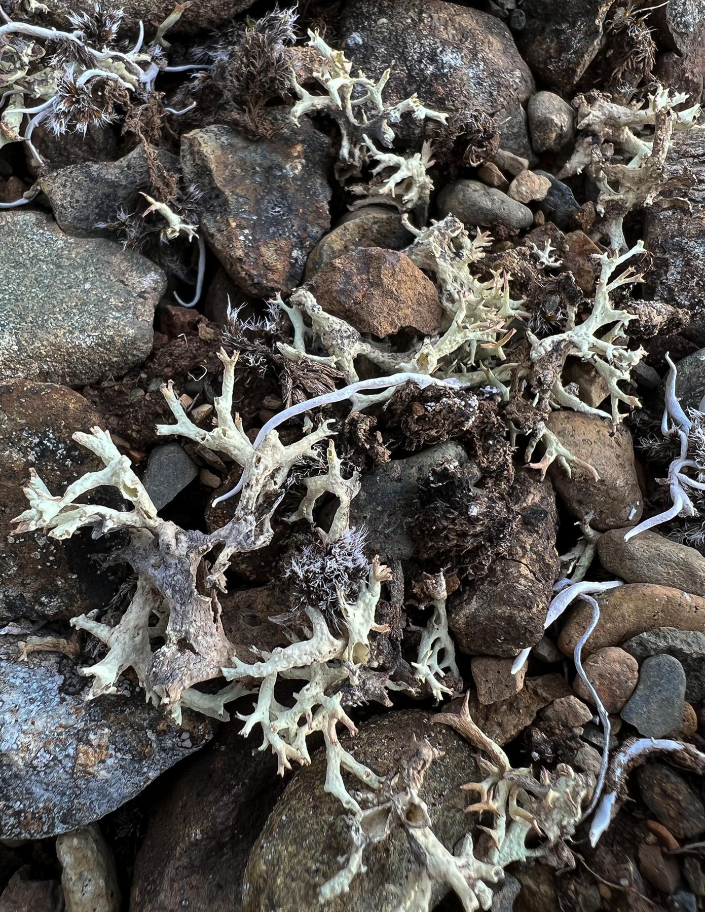 Cladonia thomsonii