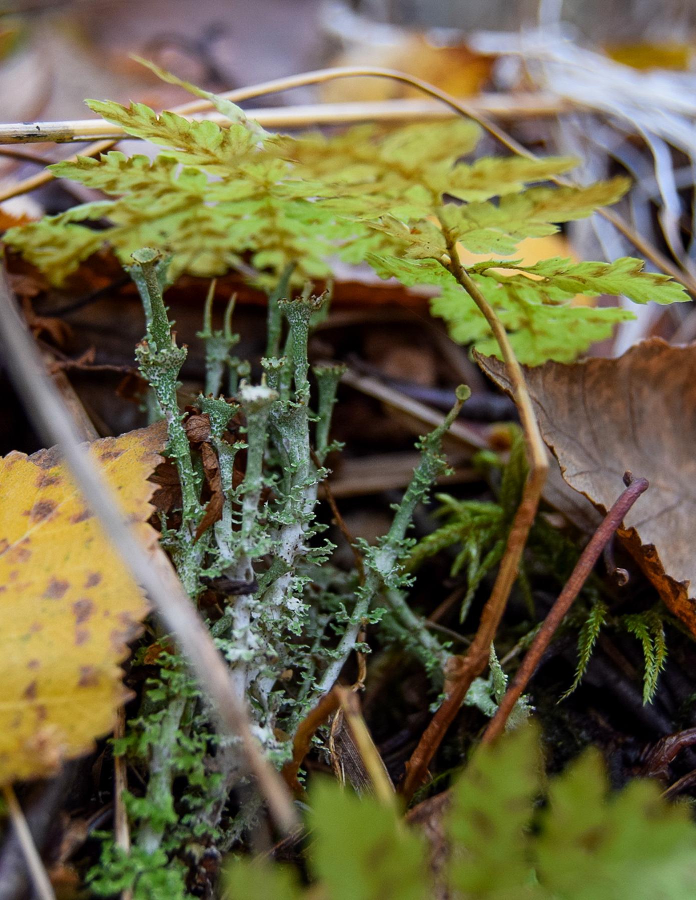 Cladonia uliginosa