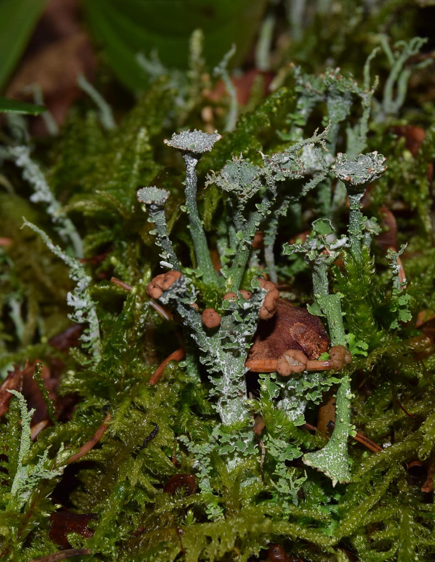 Cladonia uliginosa