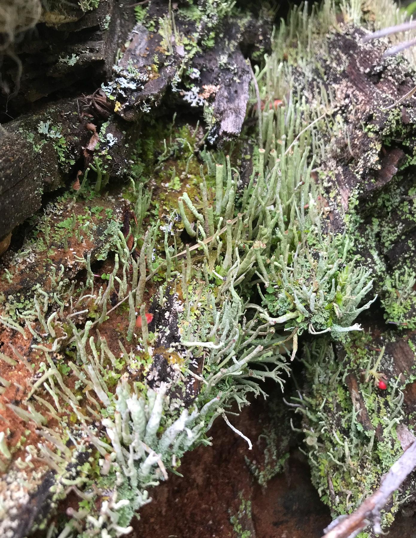 Cladonia umbricola
