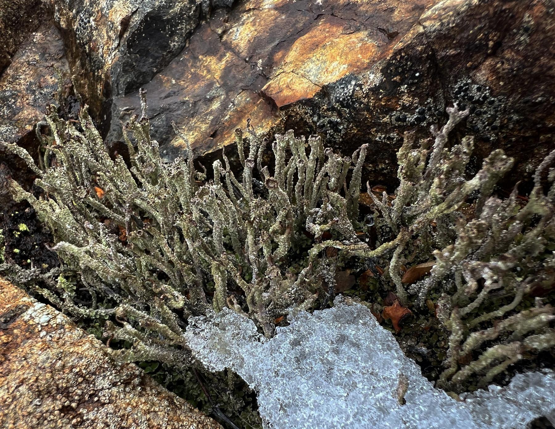 Cladonia verruculosa
