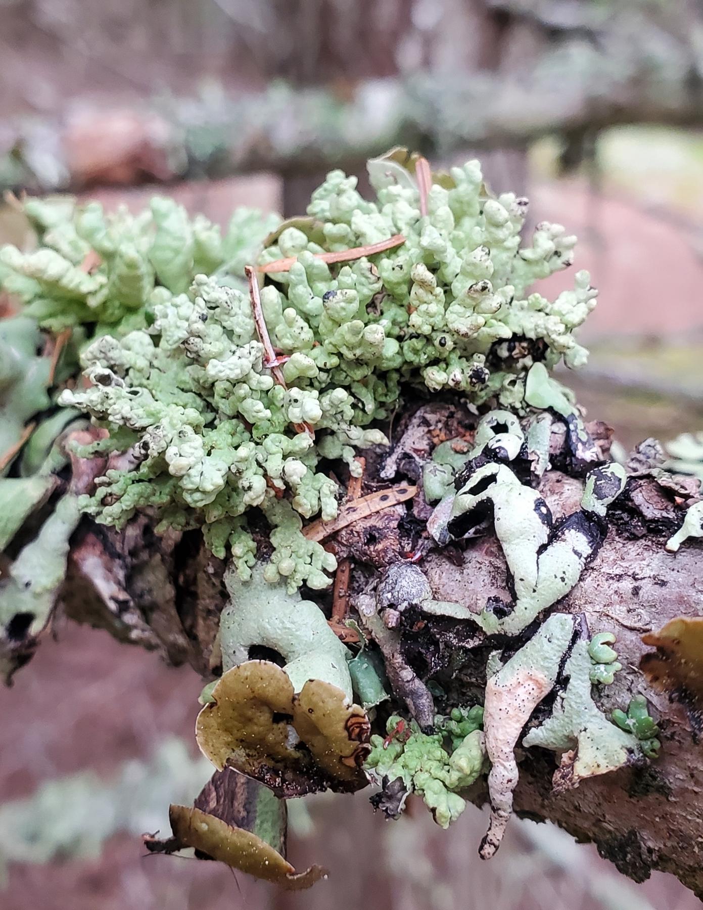 Cyphobasidium hypogymniicola